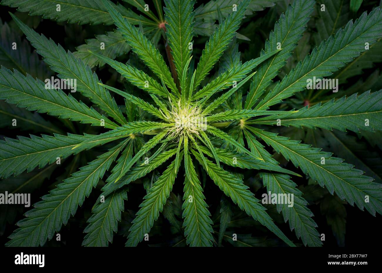 Plante de marijuana en fleurs avec fleurs blanches tôt, feuilles de cannabis sativa, marihuana - vue du dessus Banque D'Images