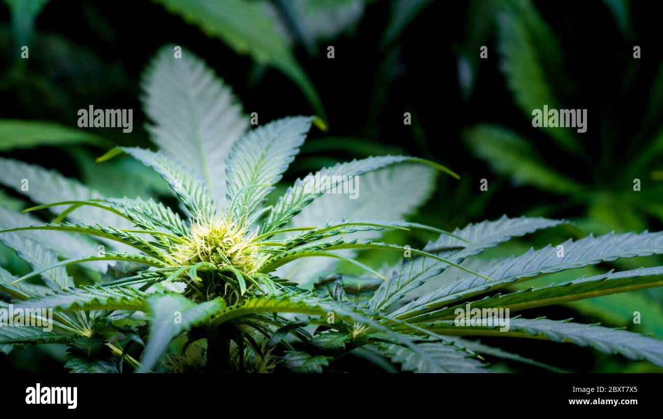 Plante de marijuana en fleurs avec fleurs blanches précoces, feuilles de cannabis sativa, marihuana - THC fleur de cannabis et plante de marijuana Banque D'Images