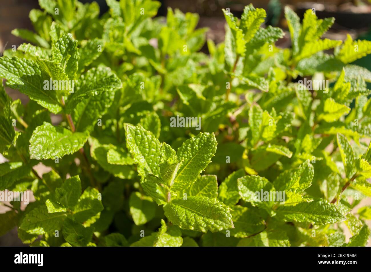 Bouquet luxuriant de nouvelles feuilles de menthe poivrée prenant dans le soleil lumineux Banque D'Images