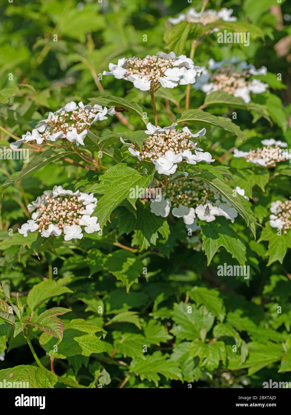 Boule de neige commune à fleurs, Viburnum opulus, au printemps Banque D'Images