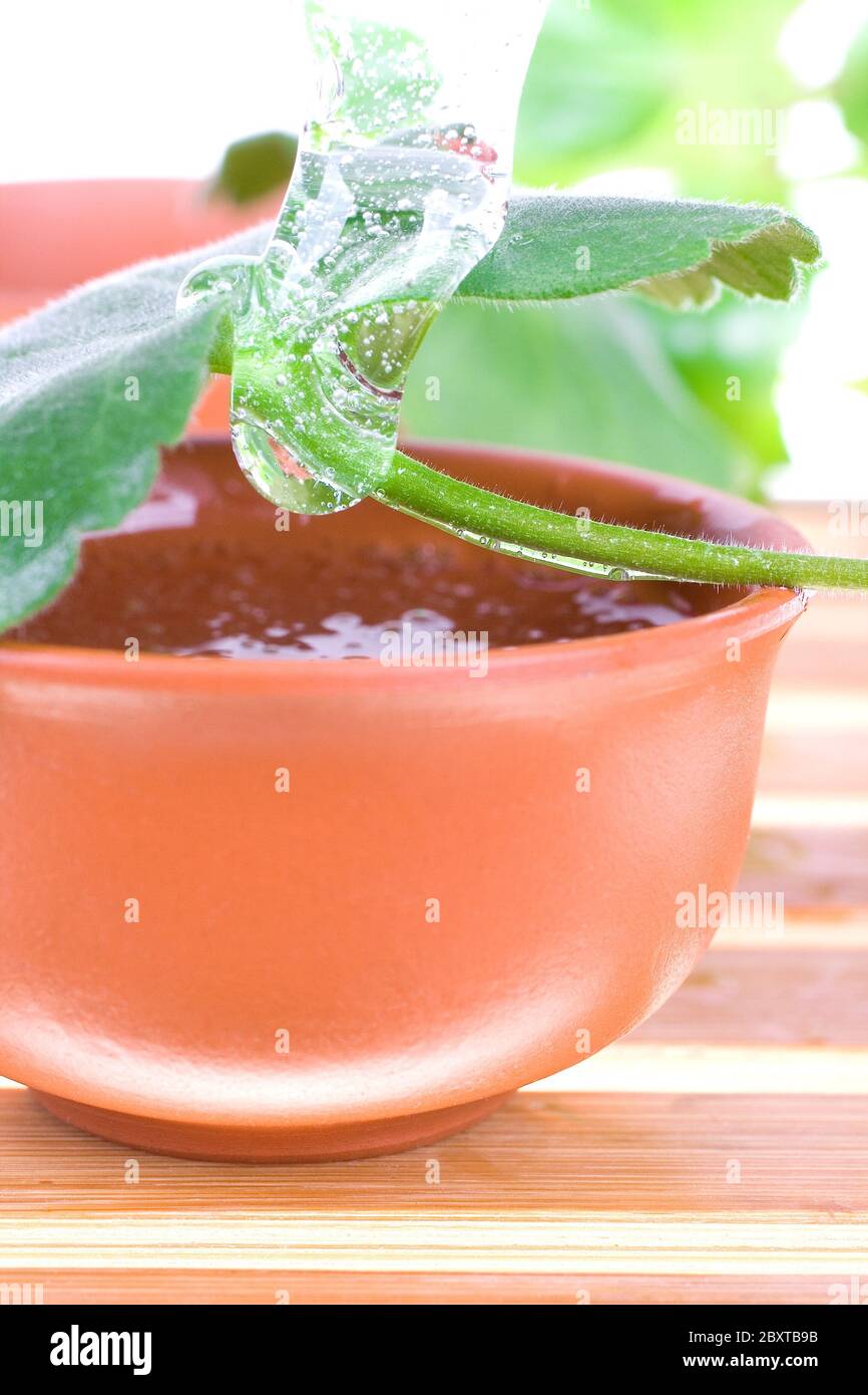 huile d’arbre à thé Banque D'Images
