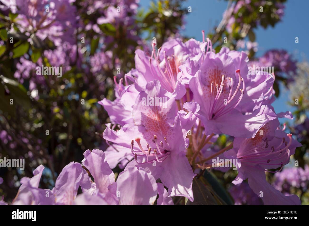 Espèces envahissantes non indigènes au Royaume-Uni, arbuste, tueur de la campagne Rhododendron ponticum, responsable de la destruction de nombreux habitats indigènes Banque D'Images