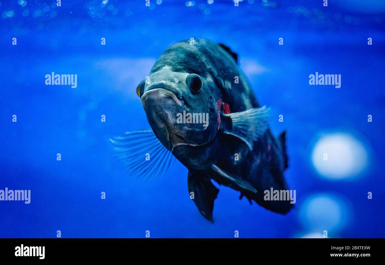 poissons de couleur bleu-gris, se déplaçant dans l'eau dans l'aquarium Banque D'Images