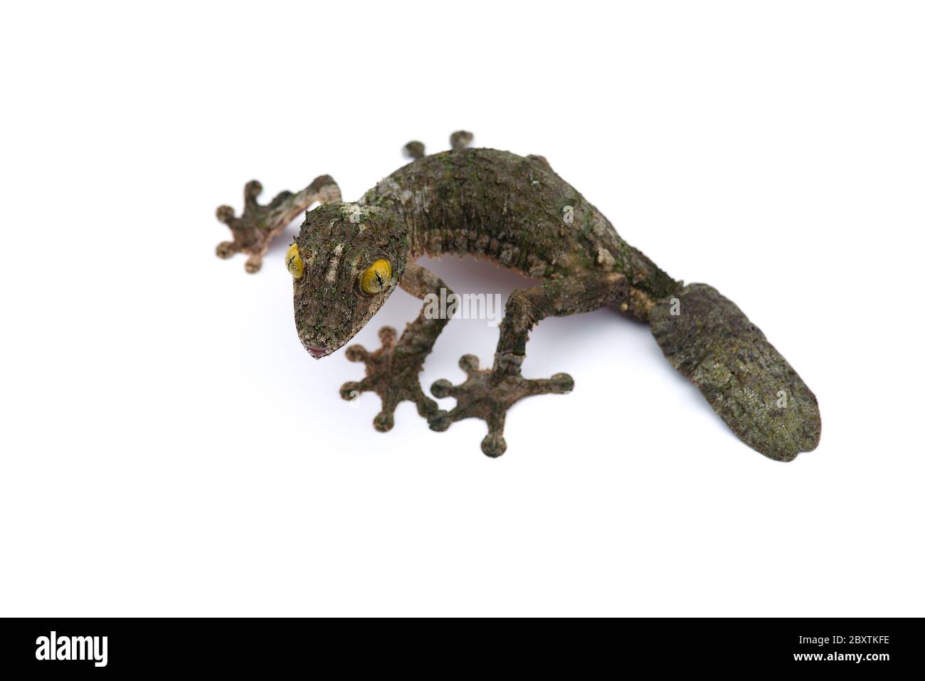 Gecko à queue de feuille de mousse isolée sur un bacille blanc Banque D'Images