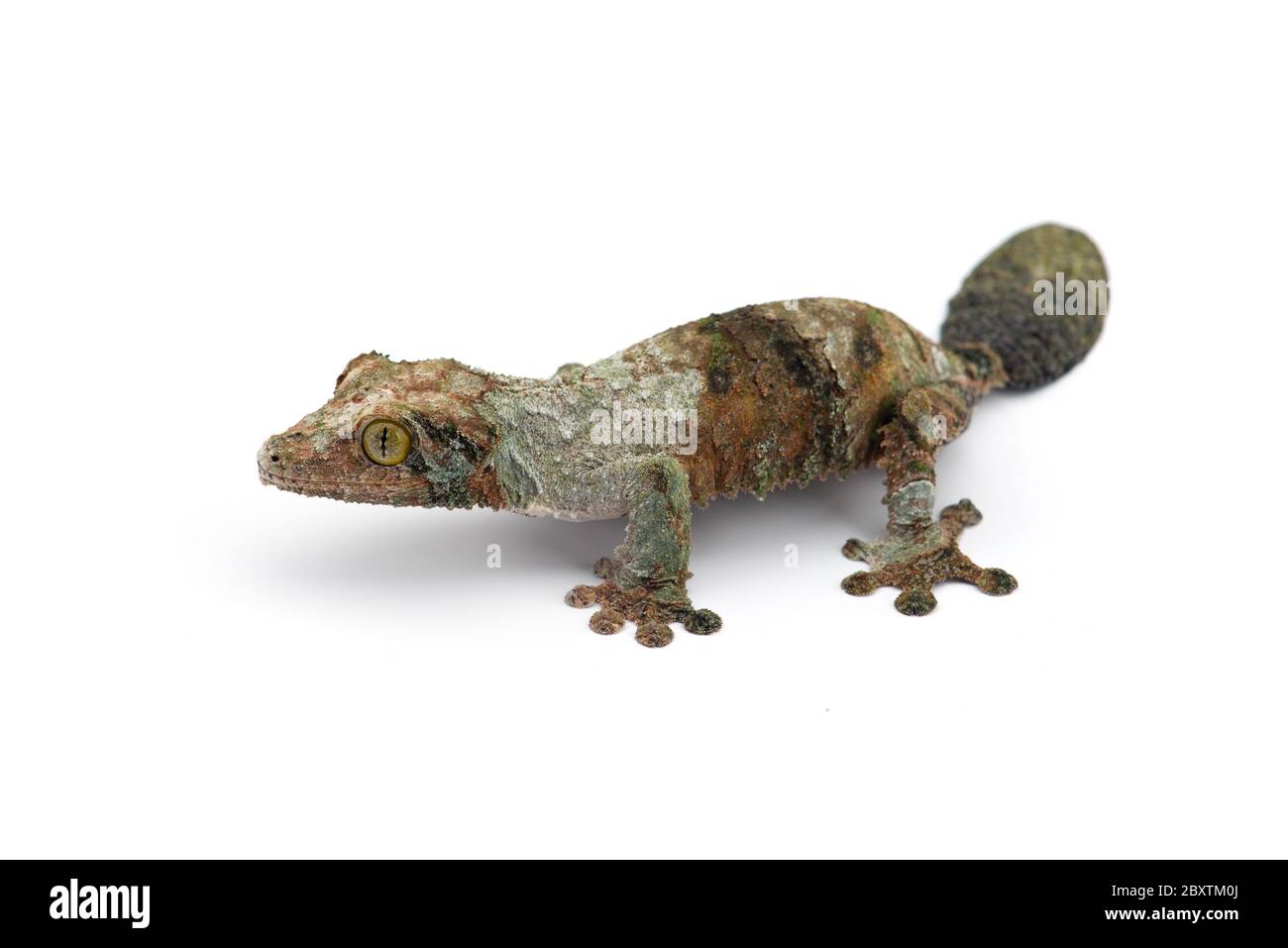 Gecko à queue de feuille de mousse isolée sur un bacille blanc Banque D'Images