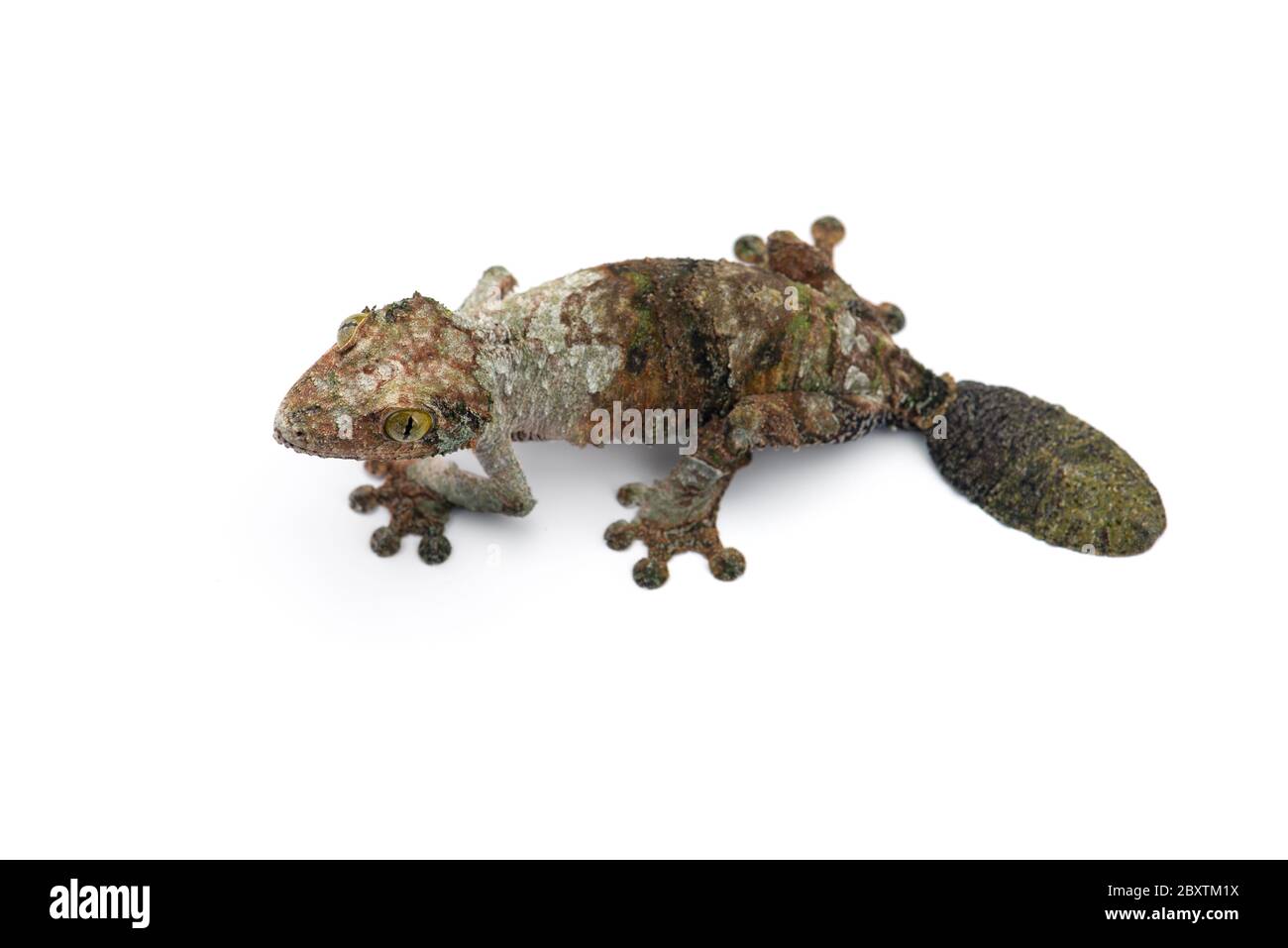Gecko à queue de feuille de mousse isolée sur un bacille blanc Banque D'Images