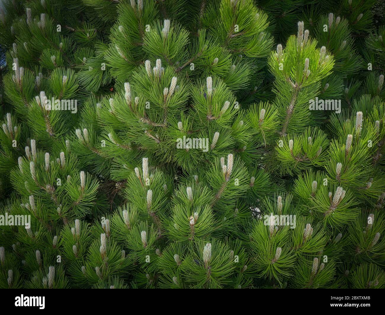 NATURE: Détail de pin en fleur Banque D'Images