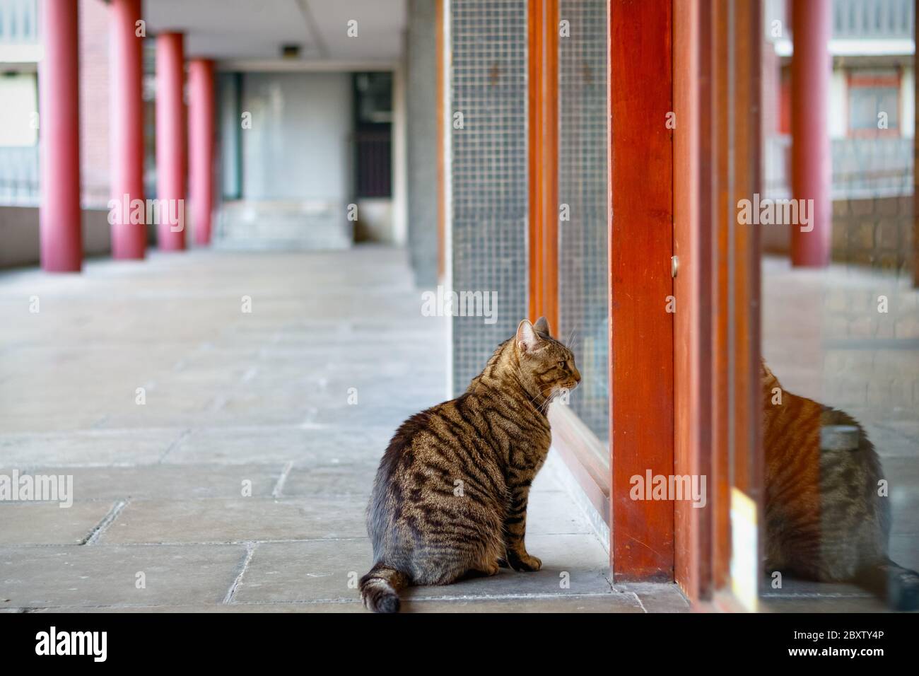 Tabby chat attendant à l'extérieur de l'appartement à Barbican Estate, Londres Banque D'Images
