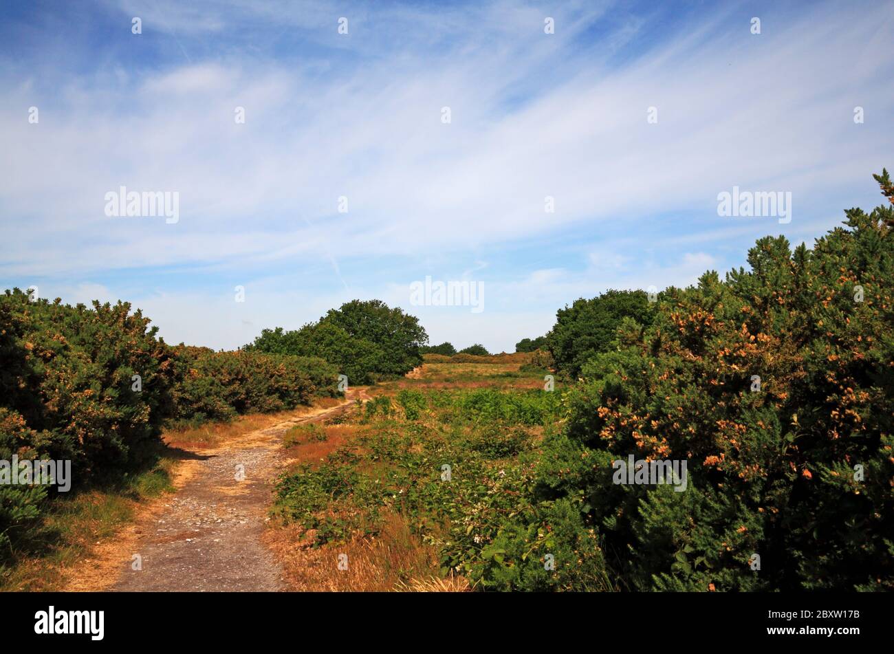 Une piste sur le site surélevé de la zone glaciaire et réserve naturelle de Wiveton Downs SSSI dans le nord de Norfolk à Wiveton, Norfolk, Angleterre, Royaume-Uni, Europe. Banque D'Images