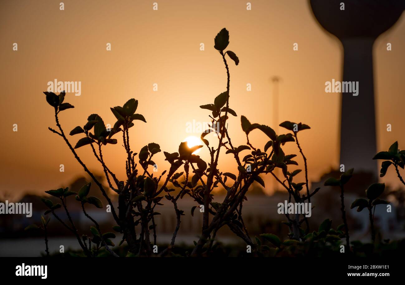 Le centre des feuilles et de la tige est le sujet principal avec une vue de silhouette, contre le lever de soleil doré mince. Banque D'Images