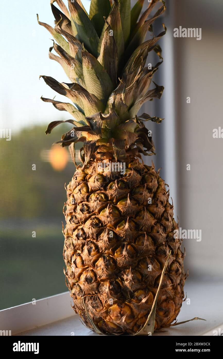 Island Dreams : un seul ananas se trouve sur le sceau de la fenêtre d'un appartement au crépuscule de la journée. Banque D'Images