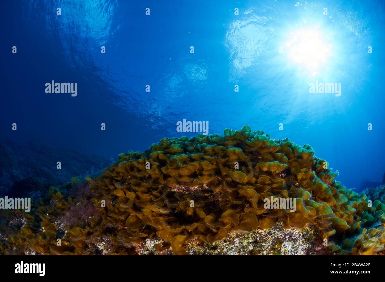 Vue sous-marine de l'algue à feuilles de ventilateur (Lobophora variegata) dans la réserve marine de Mar de las Calmas (El Hierro, îles Canaries, mer Atlantique, Espagne) Banque D'Images