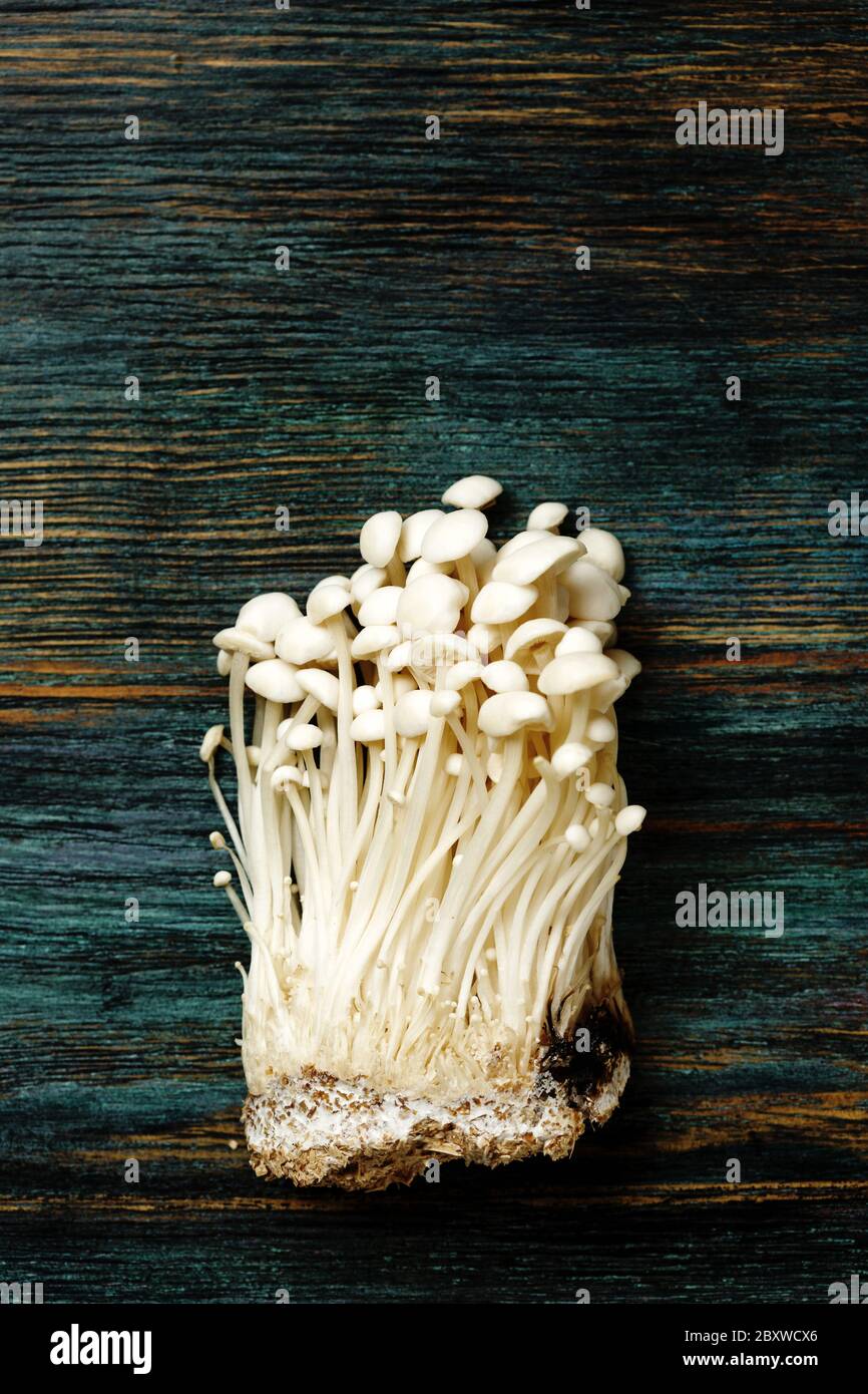 Enoki, Enokitake, velutipes de Flammulina, champignons comestibles populaires dans la cuisine japonaise. Tas de petits champignons blancs servis sur fond de bois bleu, Banque D'Images