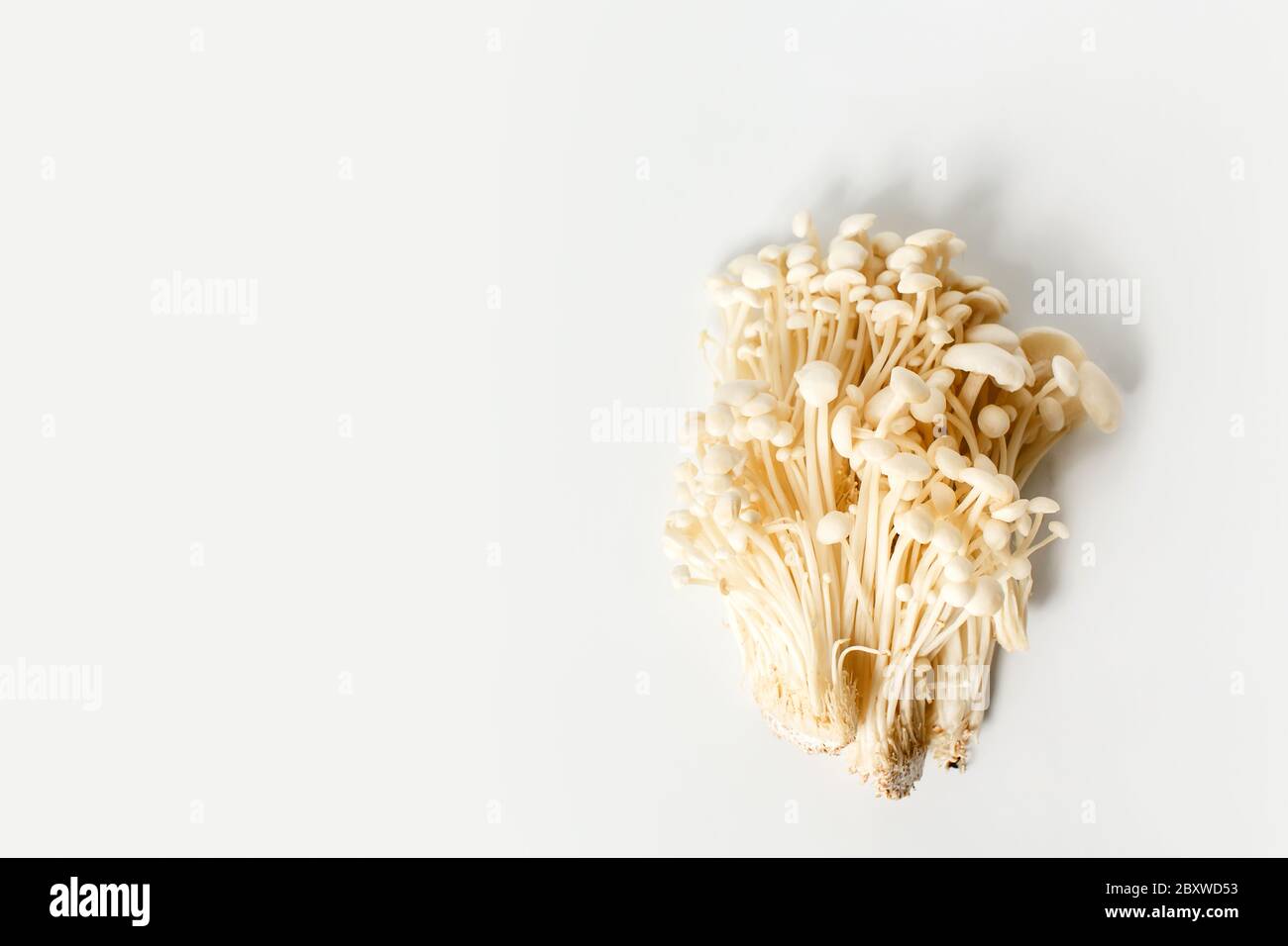 Enoki, Enokitake, velutipes de Flammulina, champignons comestibles populaires dans la cuisine japonaise. Tas de petits champignons enoki blancs sur fond blanc neutre, Banque D'Images