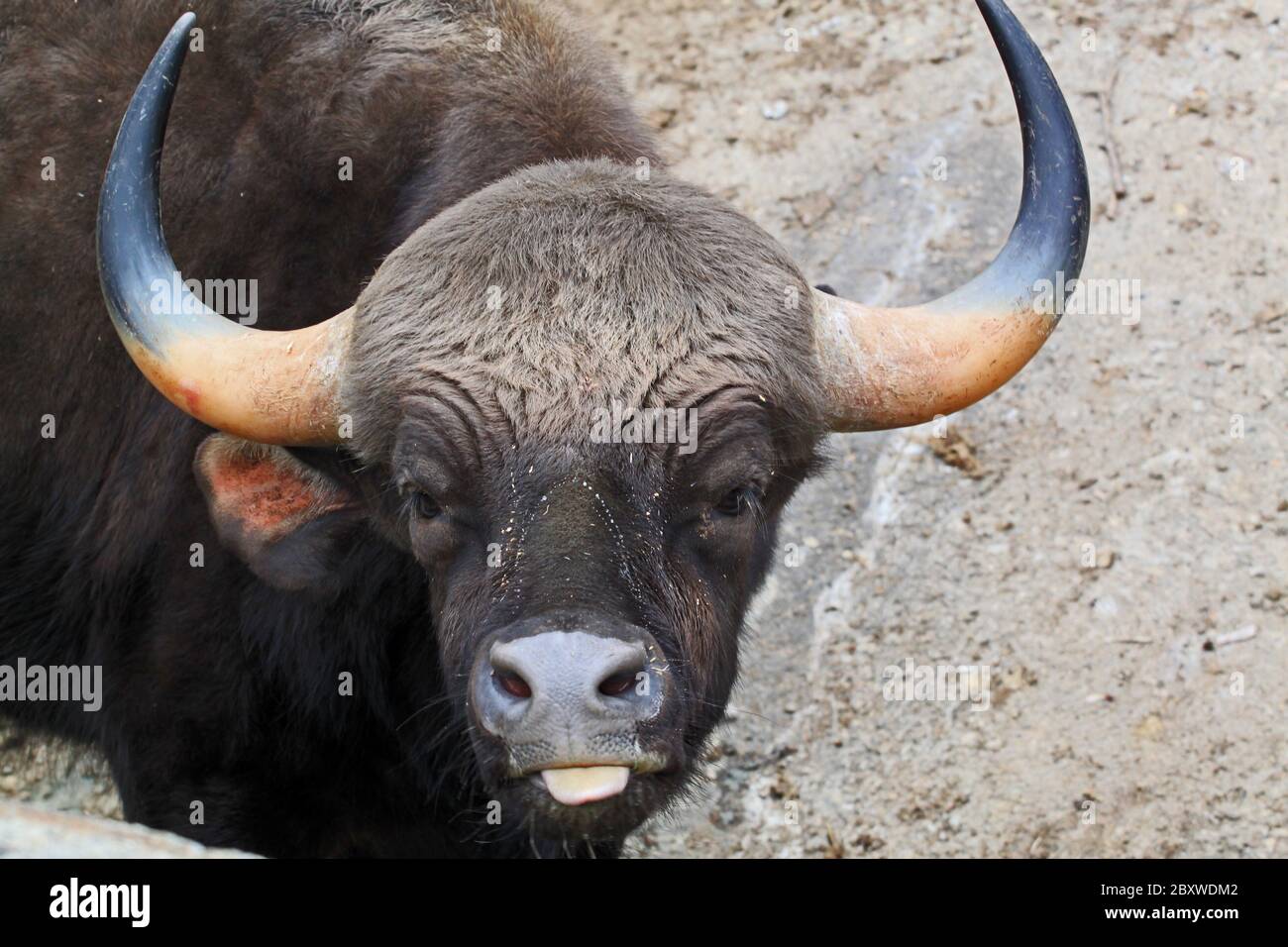 BOS Gaurus. Le gaur est le plus gros bovin et est originaire de l'Asie du Sud et de l'Asie du Sud-est. Banque D'Images