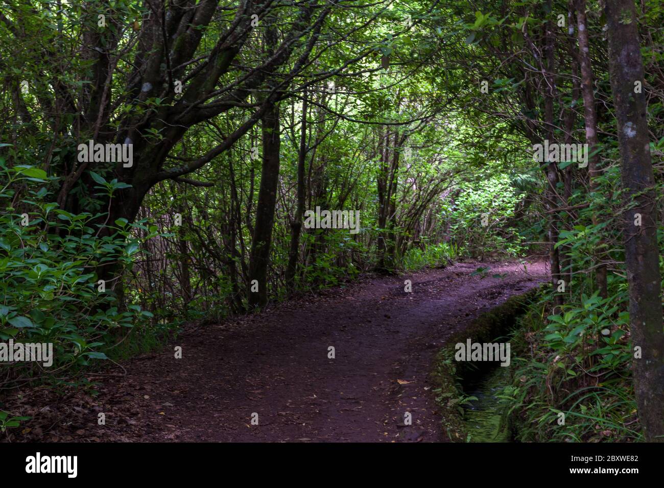 Sentier devrait la forêt le long de la levada Banque D'Images