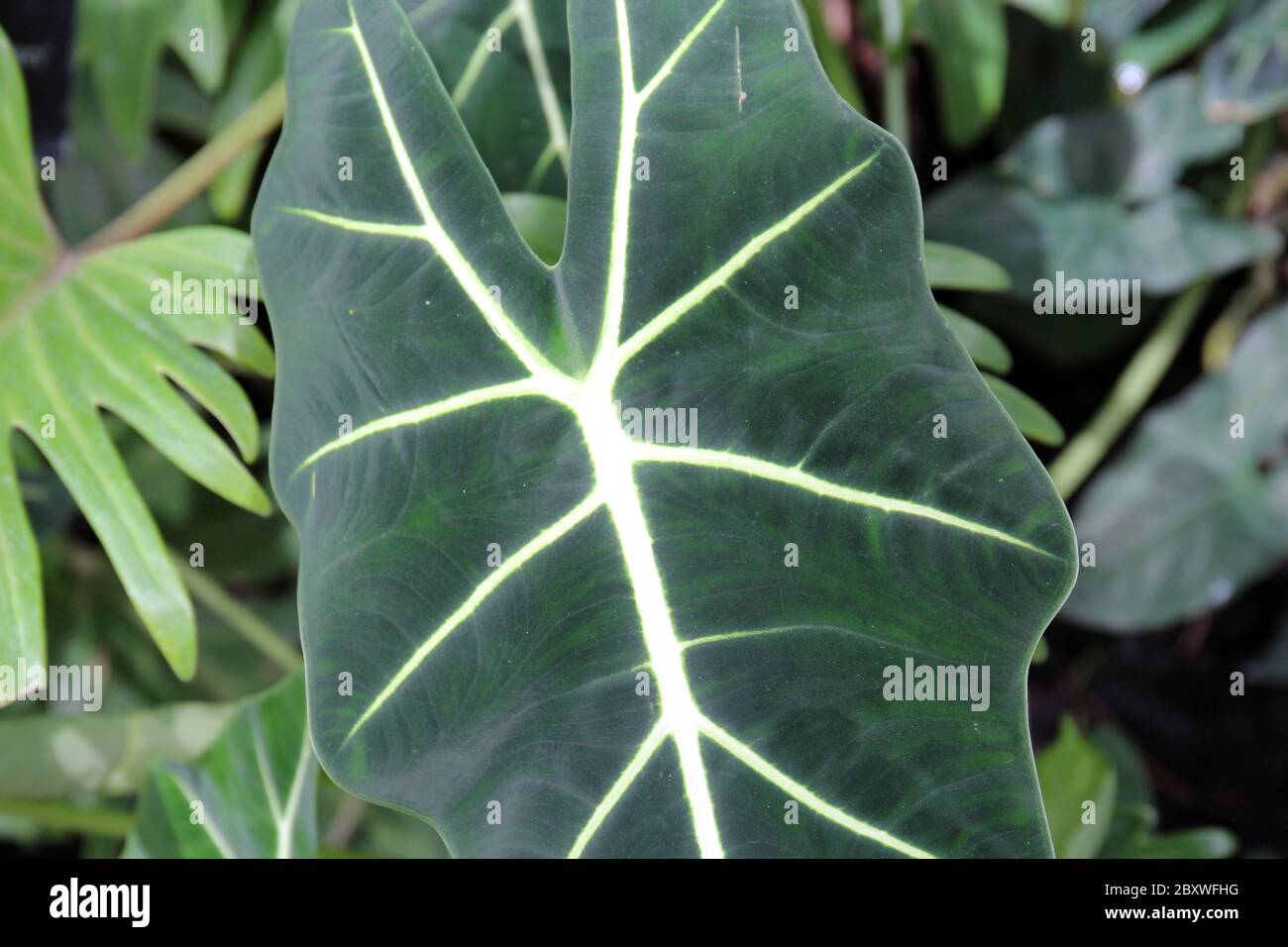 Gros plan d'une plante de masque africain, Alocasia, feuille Banque D'Images