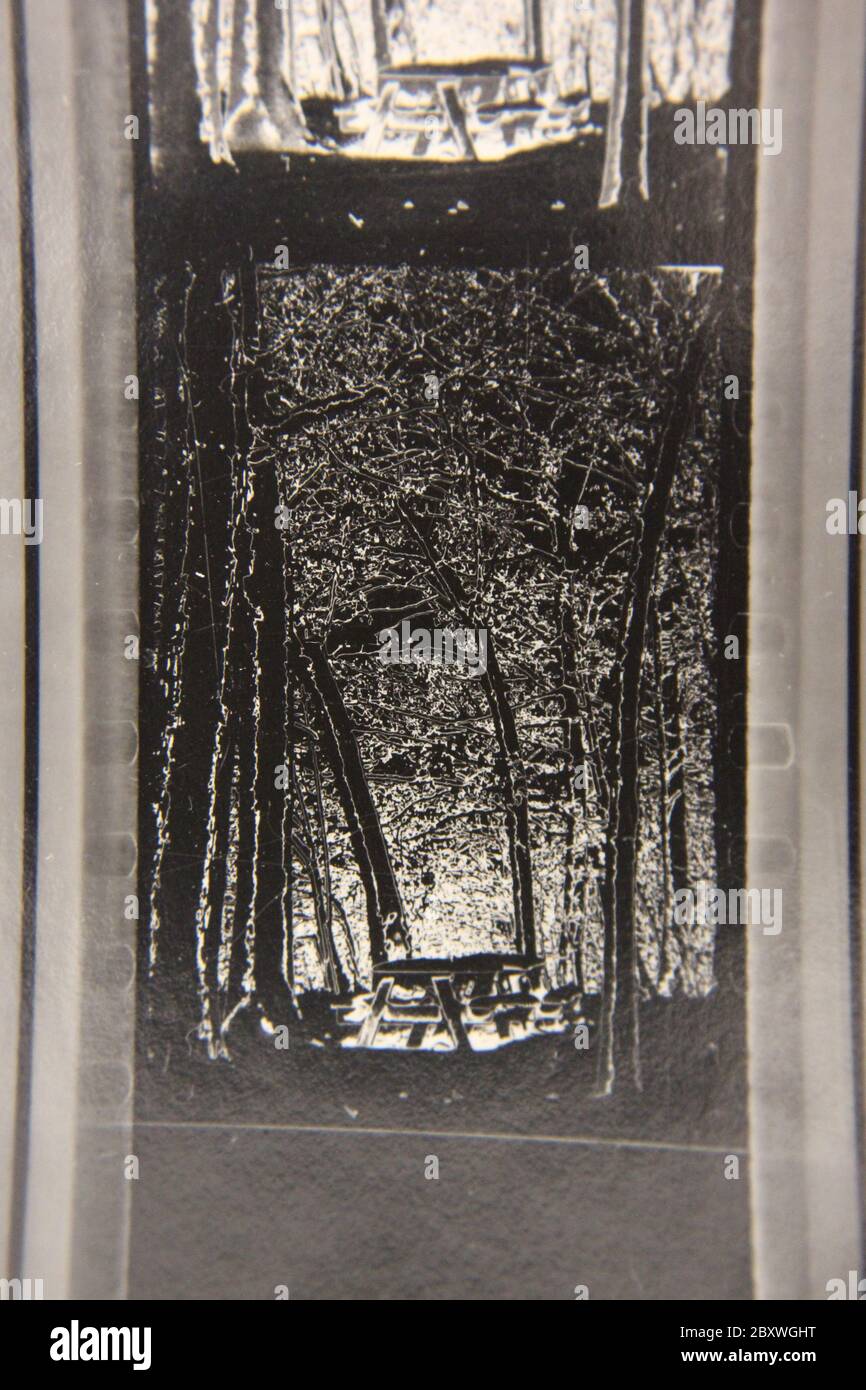 Fine 70s vintage contact imprimé noir et blanc photographie extrême d'arbres lumineux dans les bois. Banque D'Images