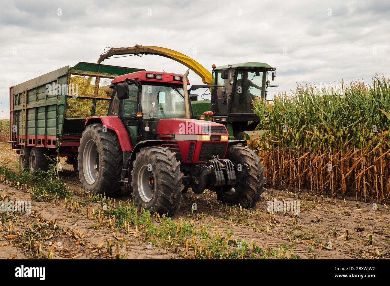 La récolte de maïs Banque D'Images