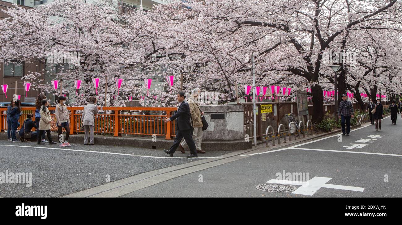 Personnes marchant le long de la rivière Meguro pendant la saison des cerisiers en fleurs, Tokyo, Japon Banque D'Images
