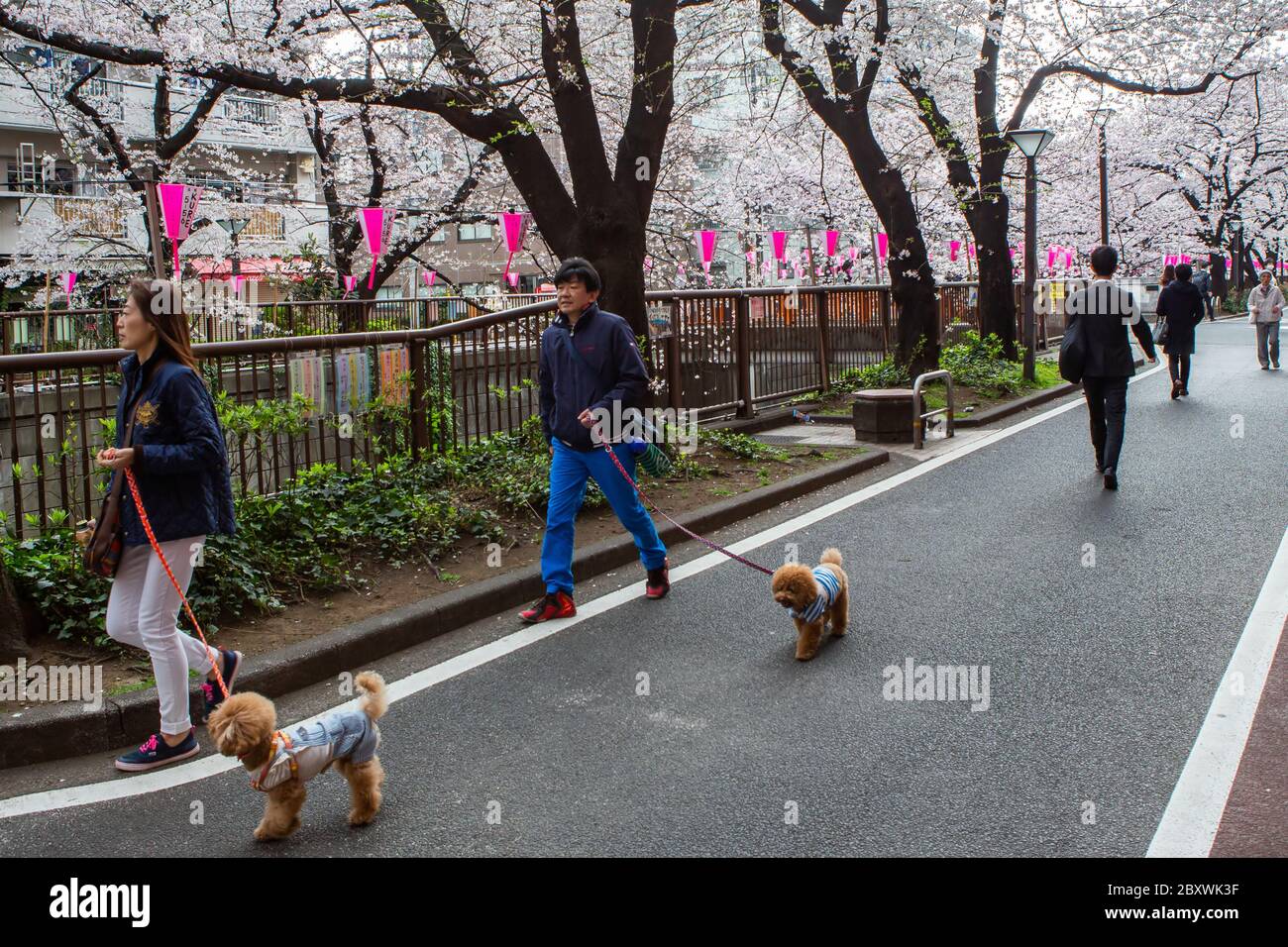 Personnes marchant le long de la rivière Meguro pendant la saison des cerisiers en fleurs, Tokyo, Japon Banque D'Images
