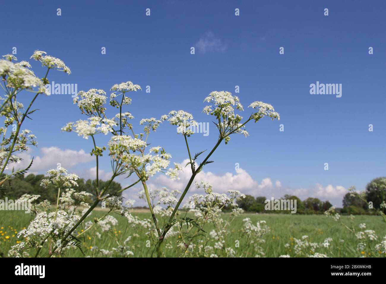 une plante de ragwort blanche gros plan dans une prairie verte dans la campagne néerlandaise et un ciel bleu en arrière-plan au printemps Banque D'Images