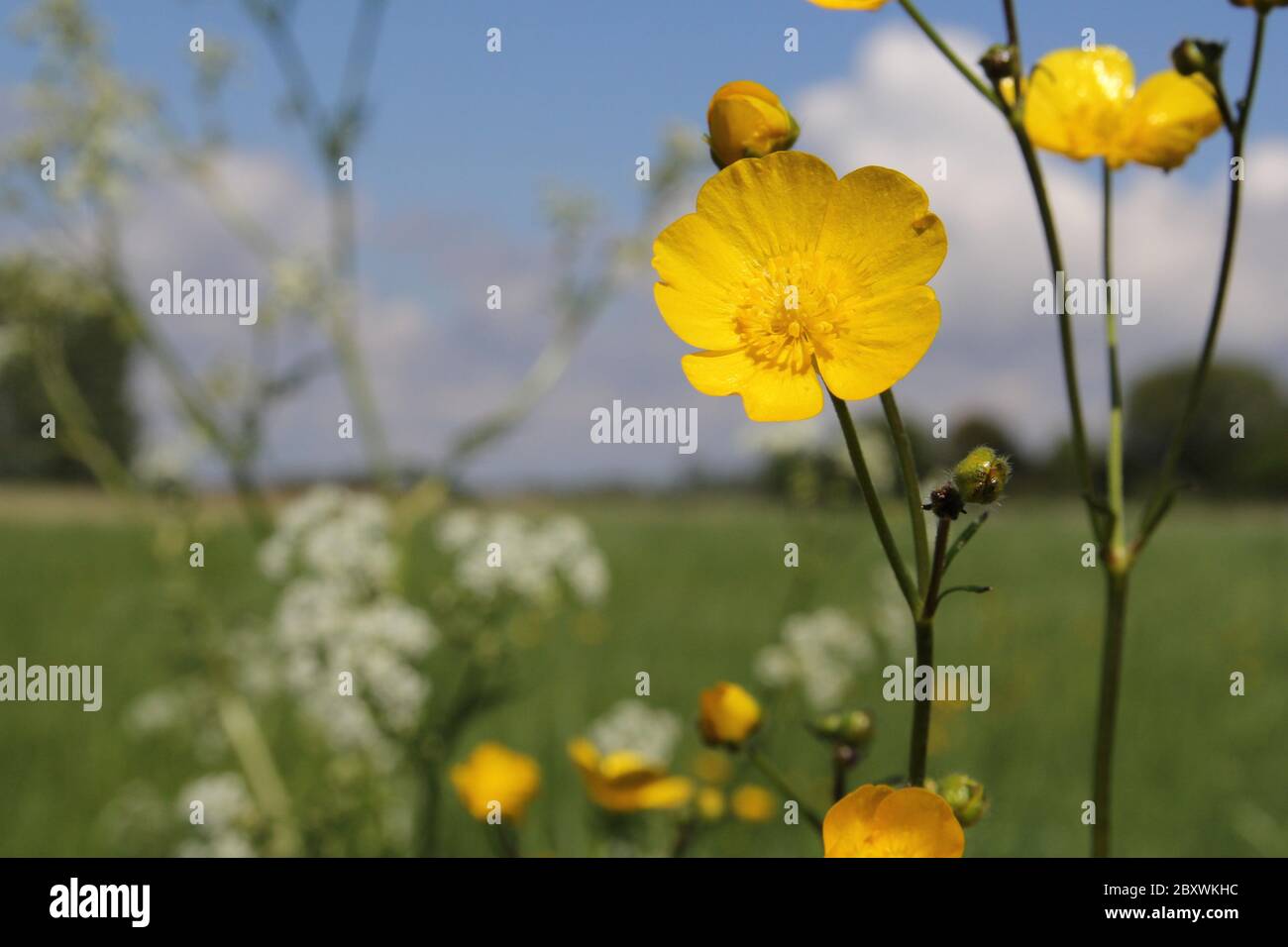 une belle fleur de buttercup jaune près au soleil de printemps à côté d'une plante de ragwort dans une prairie dans la campagne hollandaise et ciel bleu nuageux Banque D'Images