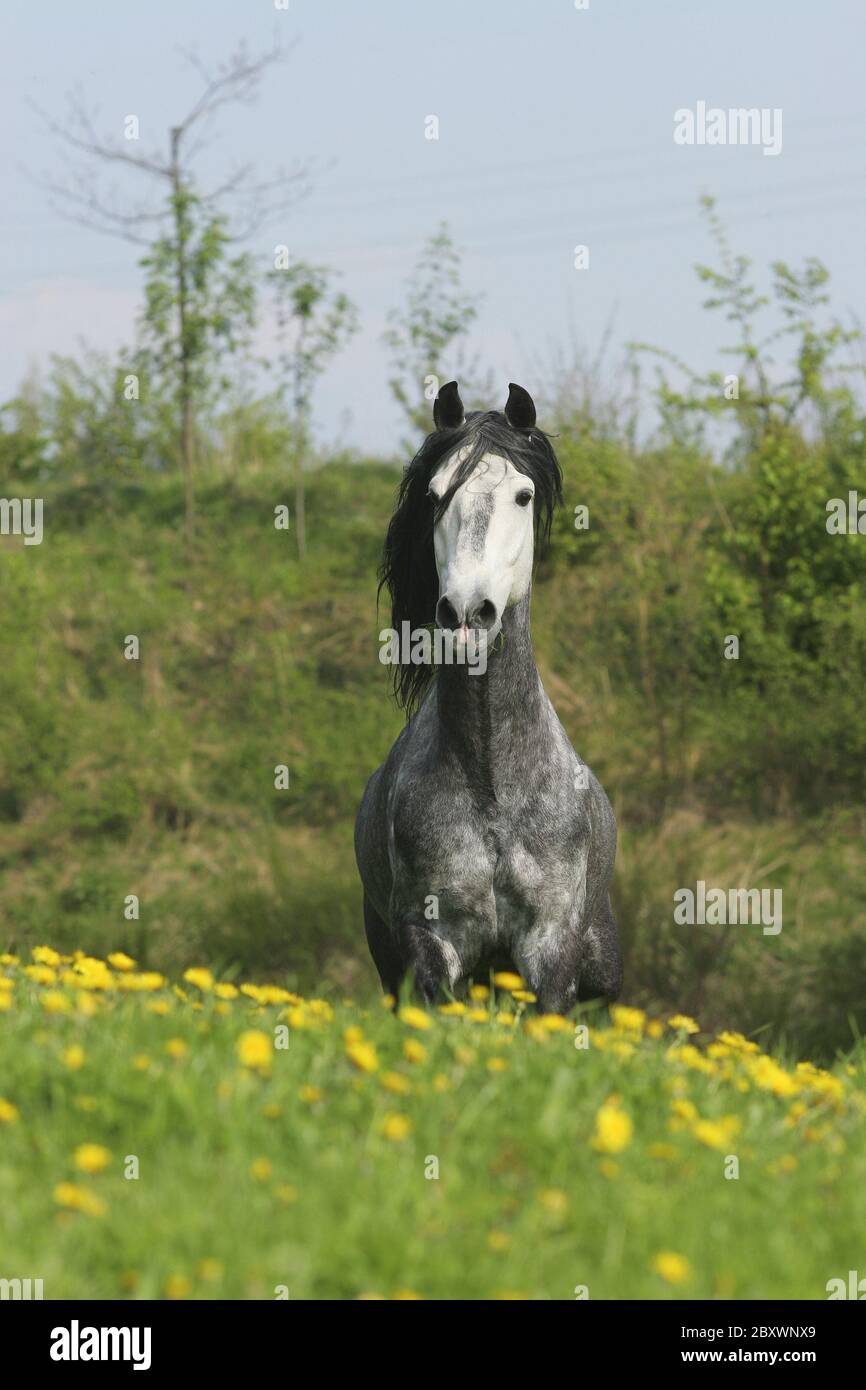 Cheval andalou, Pura Raza Espanola Banque D'Images