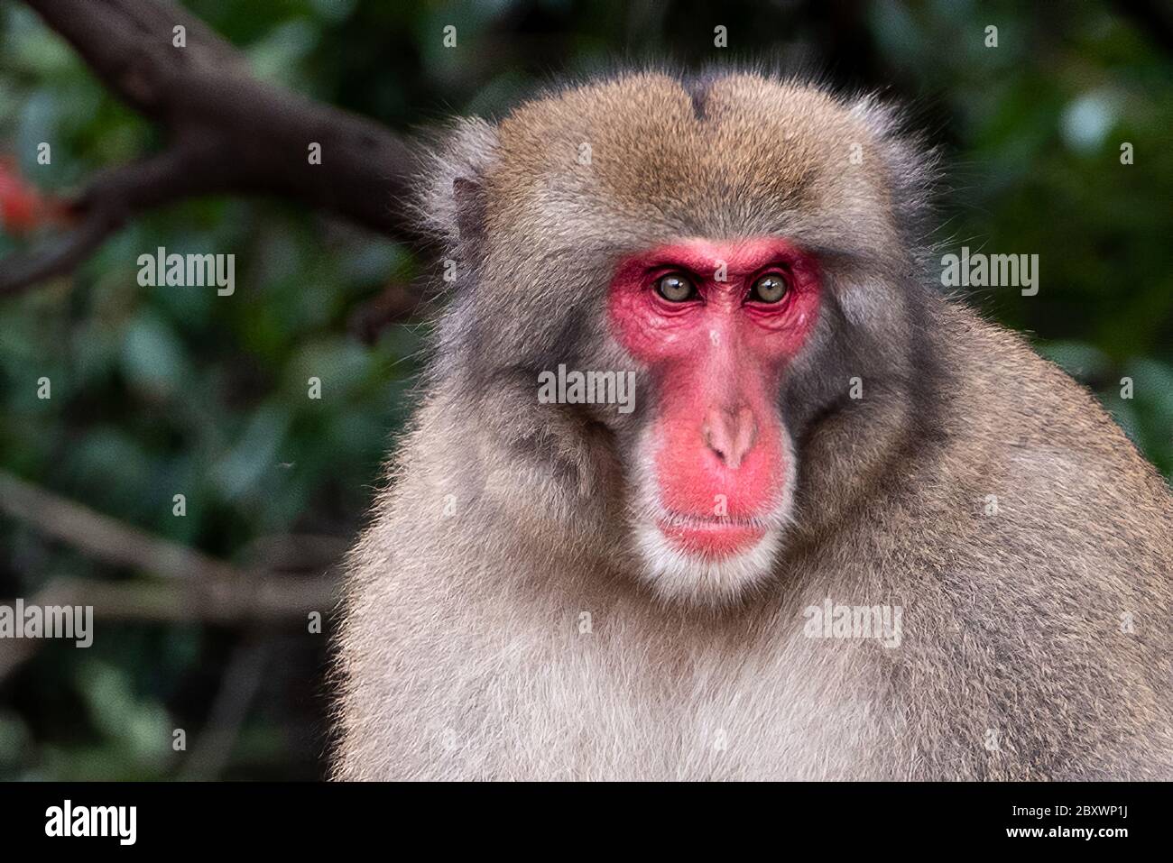 Singe macaque au parc des singes Arashiyama, Kyoto, Japon Banque D'Images