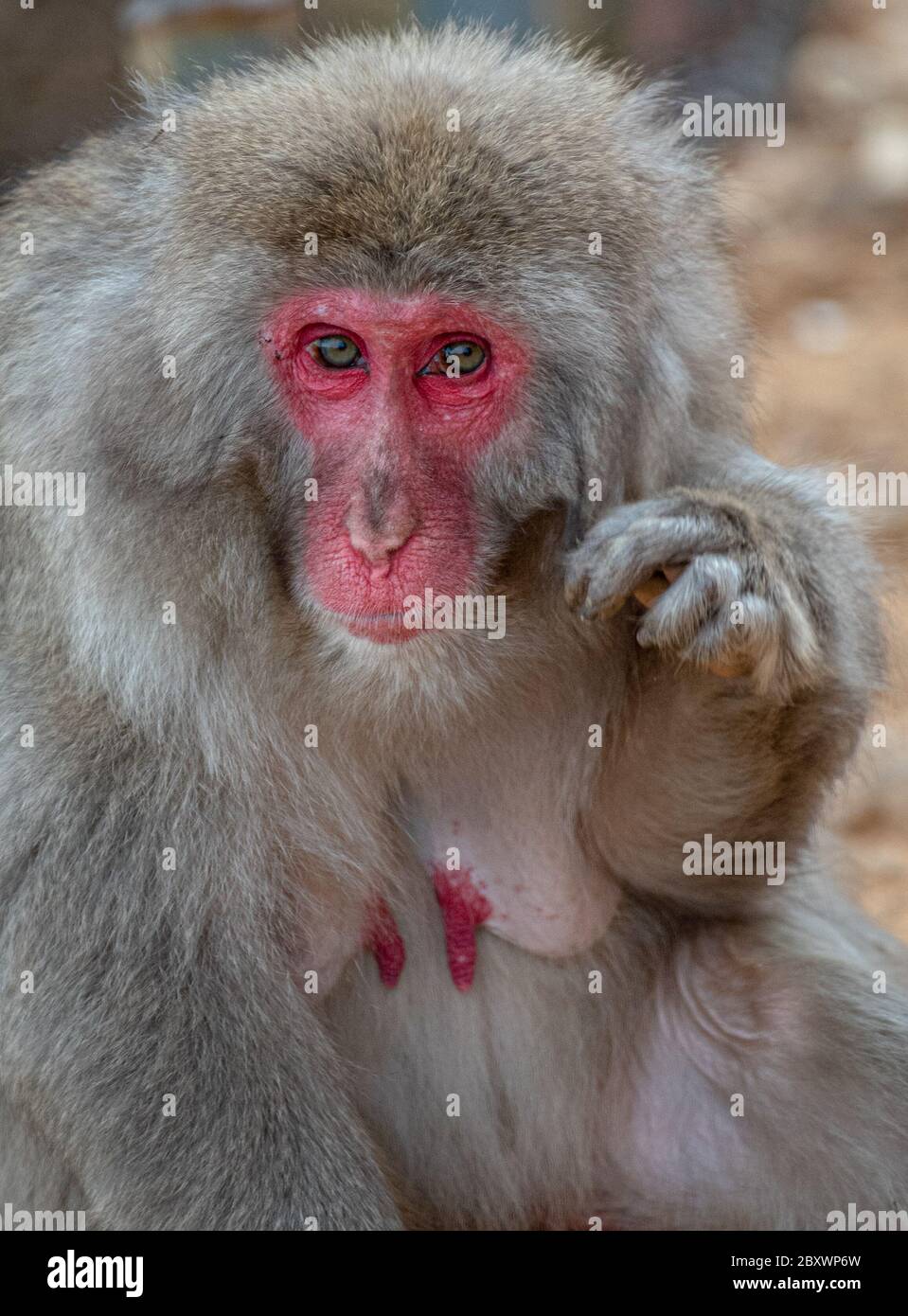 Singe macaque au parc des singes Arashiyama, Kyoto, Japon Banque D'Images