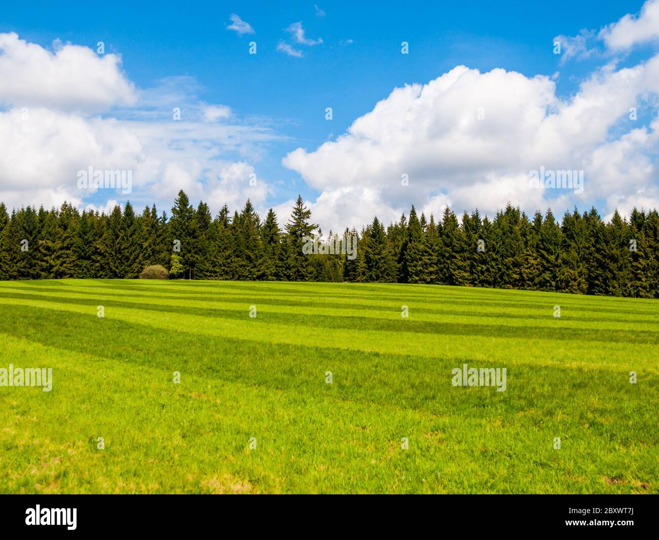 Vert luxuriant et prairie fraîchement mouchée le jour d'été ensoleillé. Espace rural avec forêt de conifères verdoyants, ciel bleu et nuages blancs sur le fond. Banque D'Images