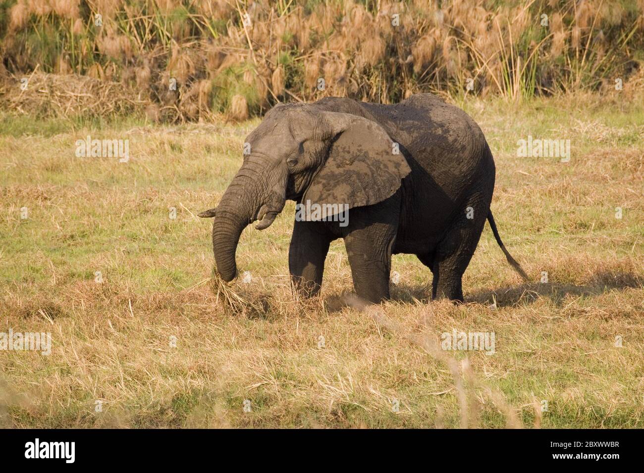 Elefant Banque D'Images