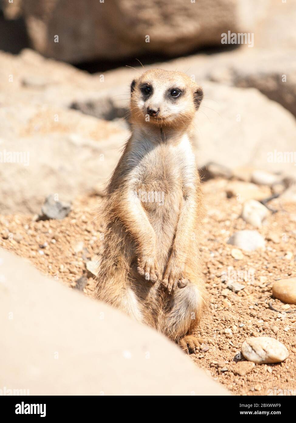 Meerkat, suricata surigatta, alerte sur la garde sur terrain rocheux et sec, Afrique du Sud. Banque D'Images