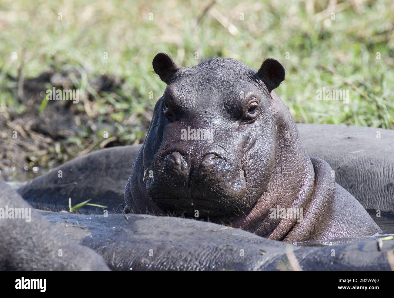 Hippopotame amphibius, Afrique Banque D'Images