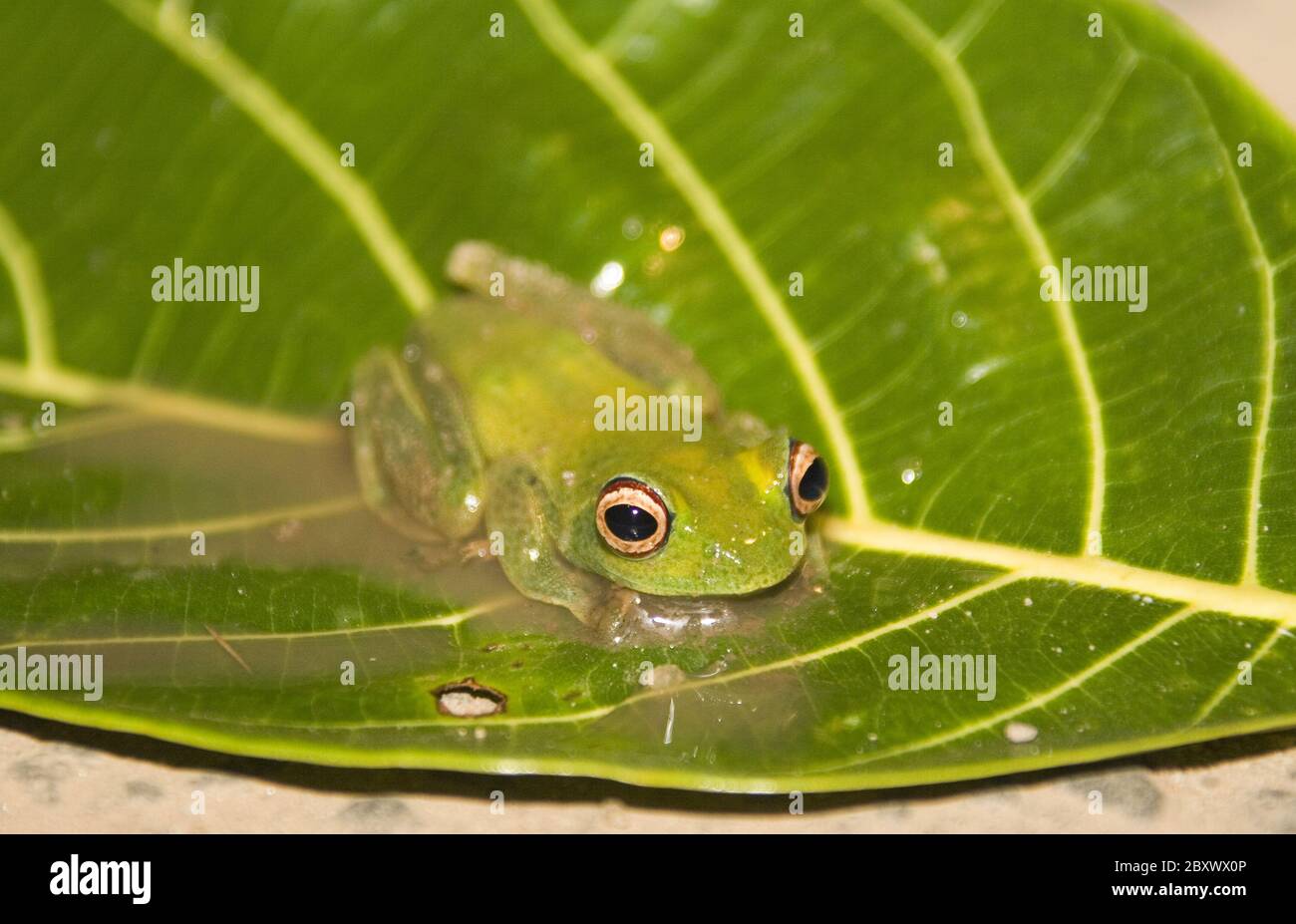 Frosch, Boophis sp. aff. Albilabris, yeux rouges Photo Stock - Alamy