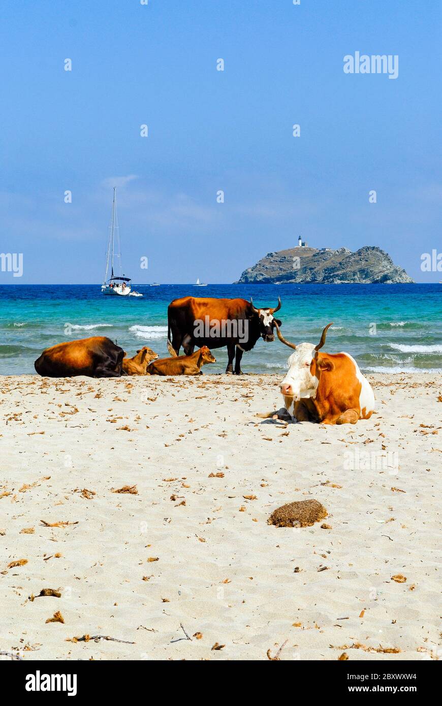 Vaches sur la plage de Barcaggio en Corse du Nord sur le Cap Corse, France Banque D'Images