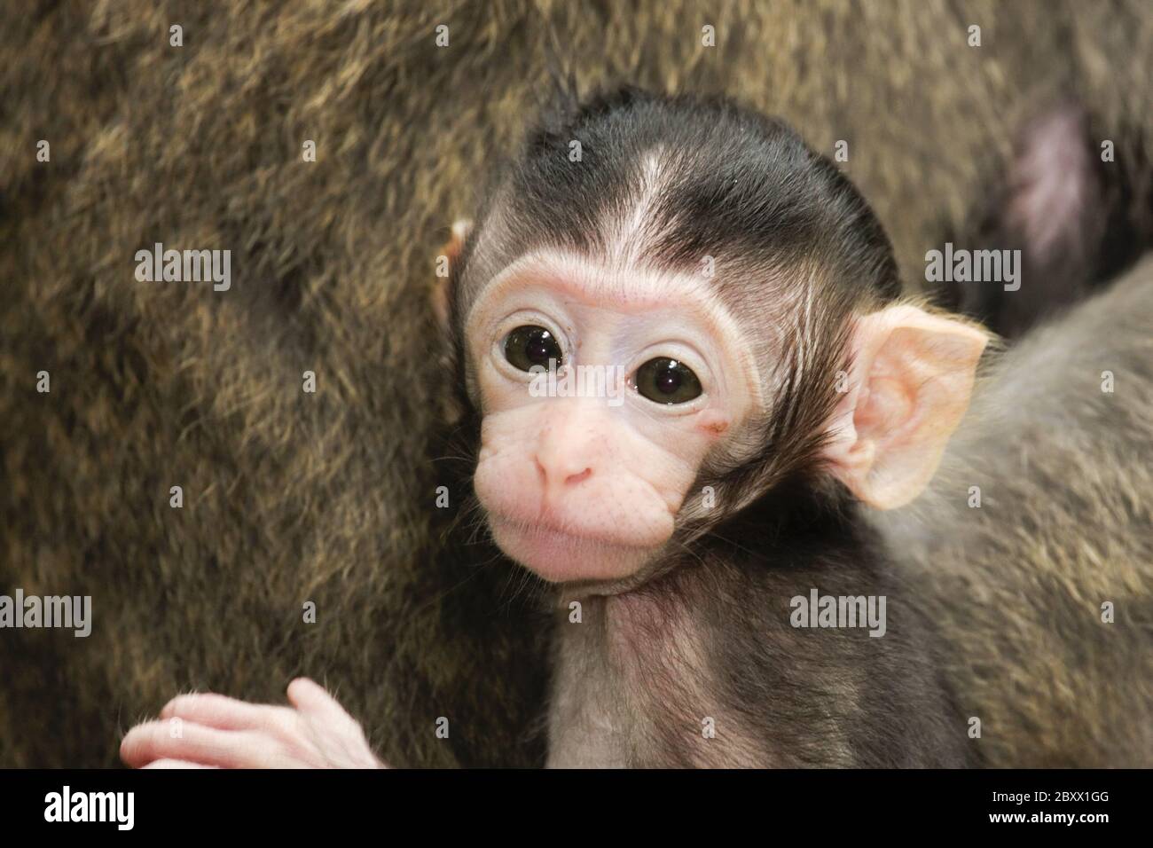 Macaque cynomolgus ou crabes [Macaca fascicularis] Banque D'Images