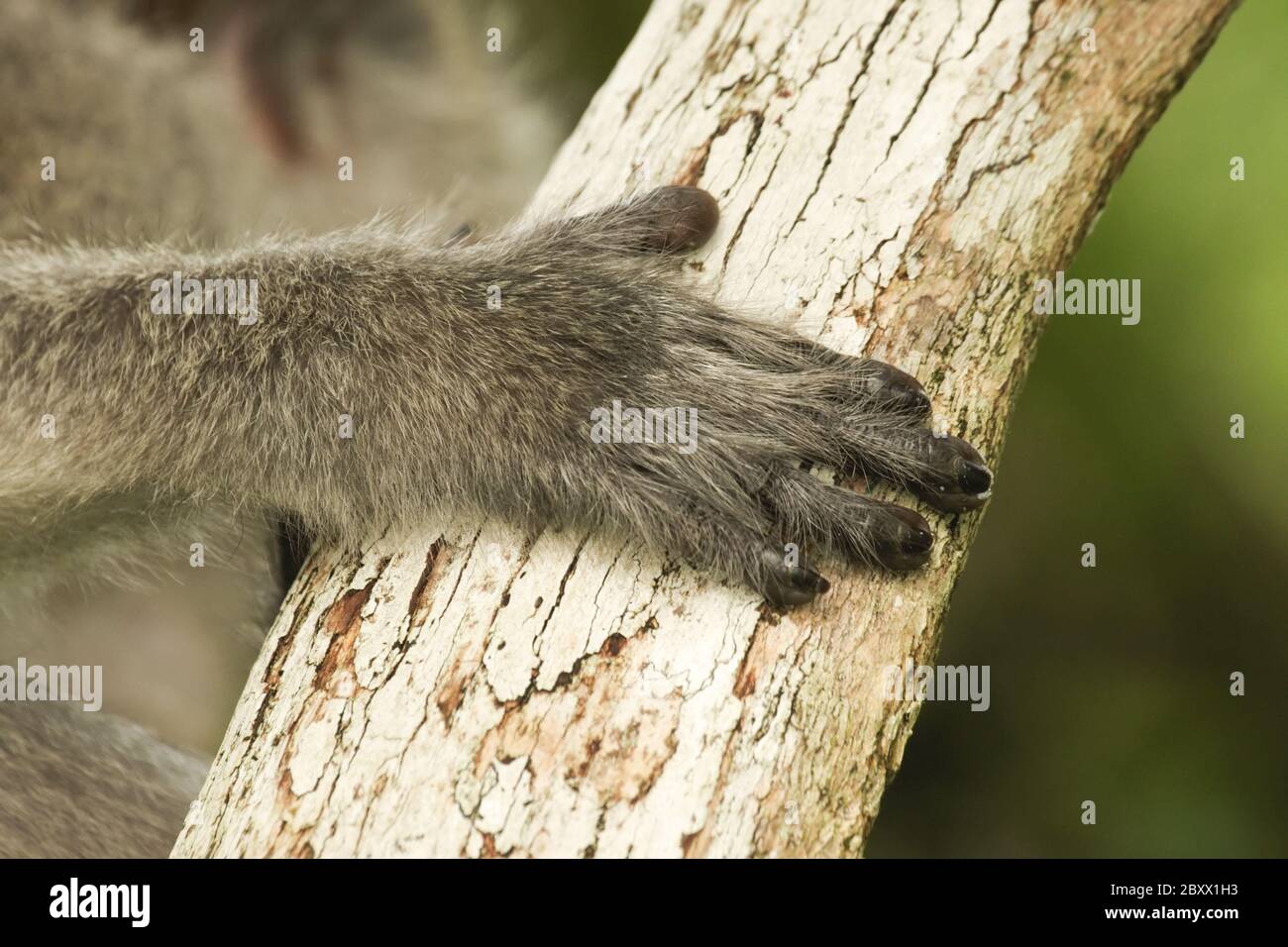 Macaque cynomolgus ou crabes [Macaca fascicularis] Banque D'Images