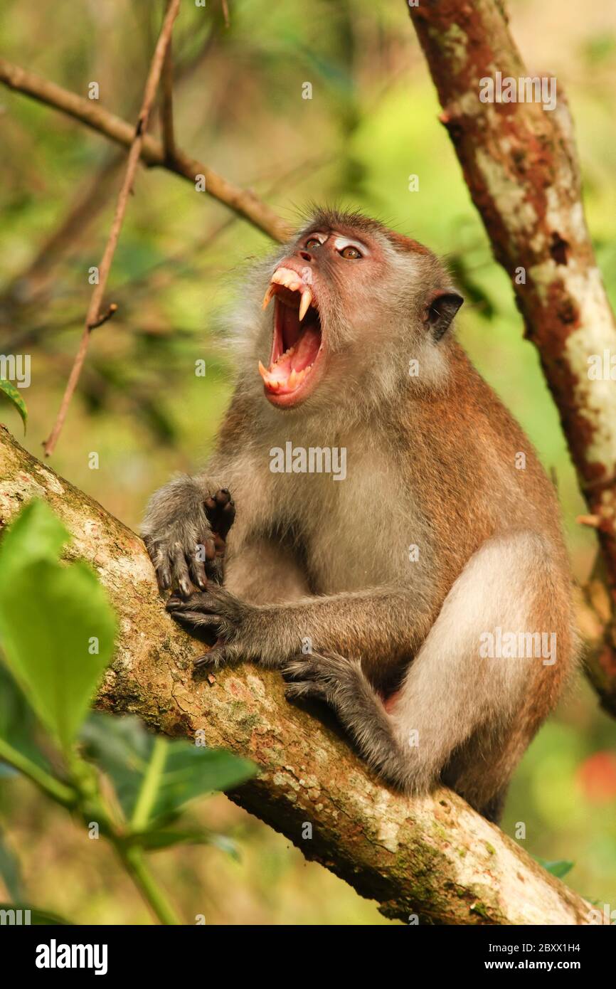 Macaque à longue tauille, Macaca fascicularis, singe cynomolgus Banque D'Images