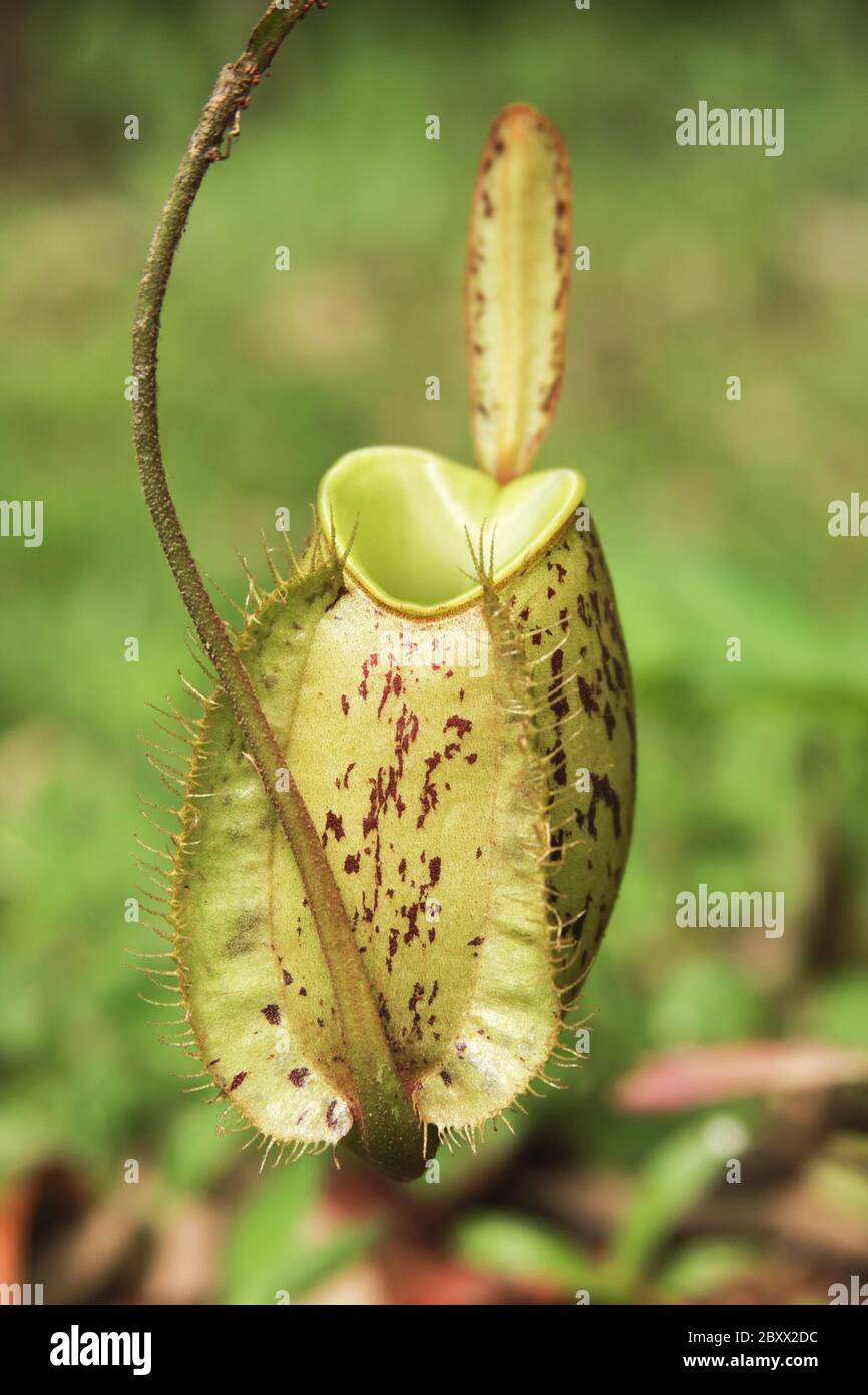 Nepenthes ampullaria, Malaisie Banque D'Images