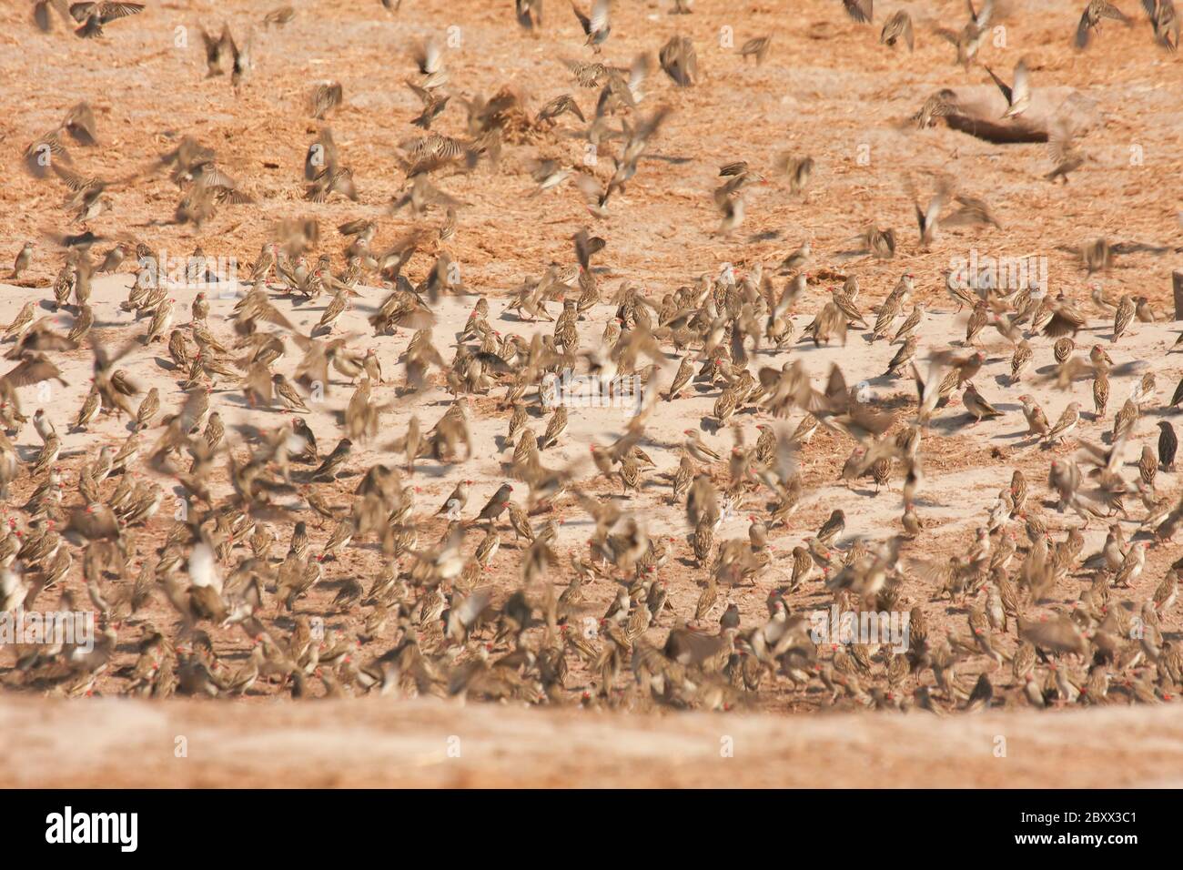 Quela Birds à bec rouge, Afrique du Sud Banque D'Images