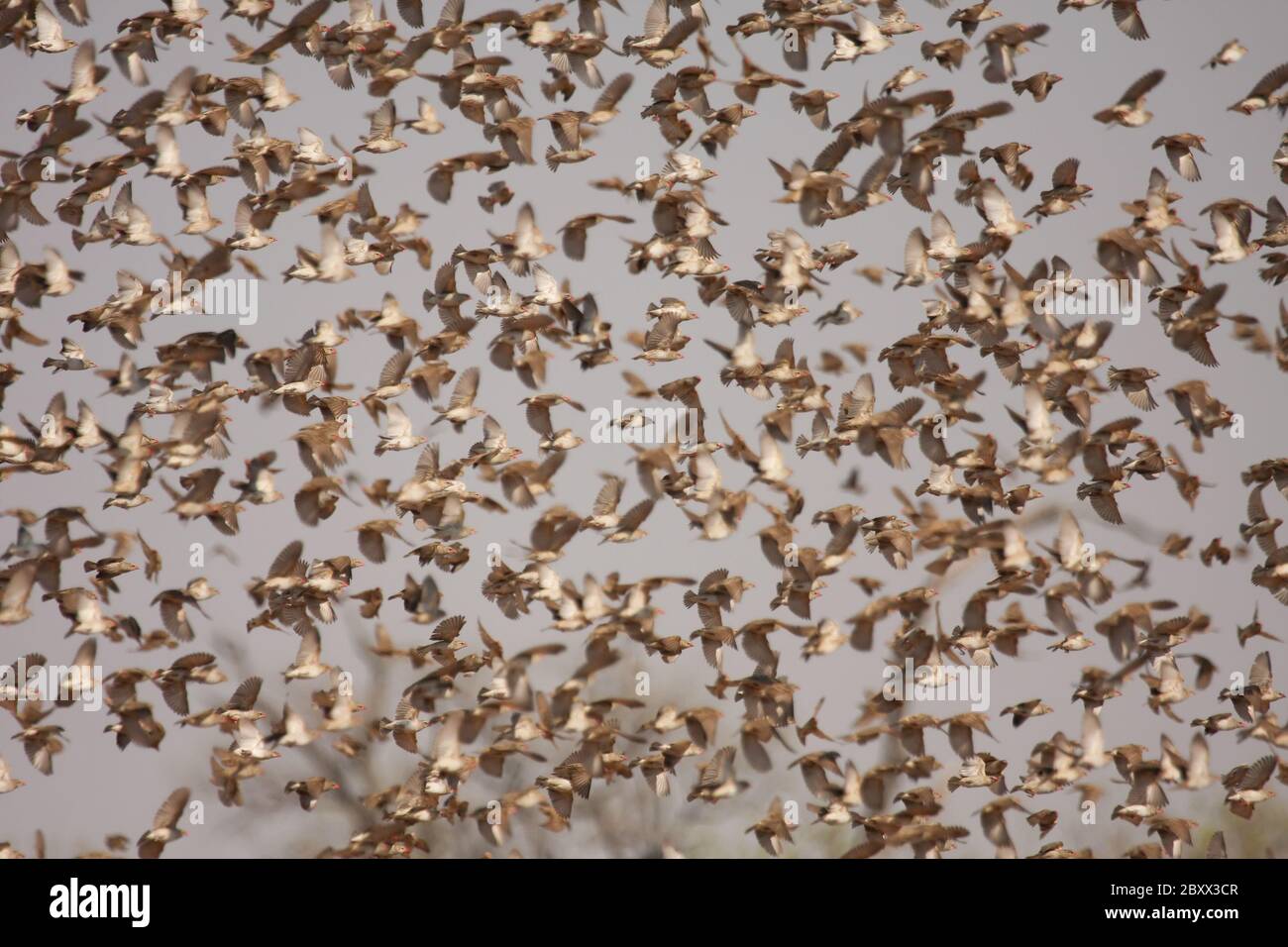 Quela Birds à bec rouge, Afrique du Sud Banque D'Images