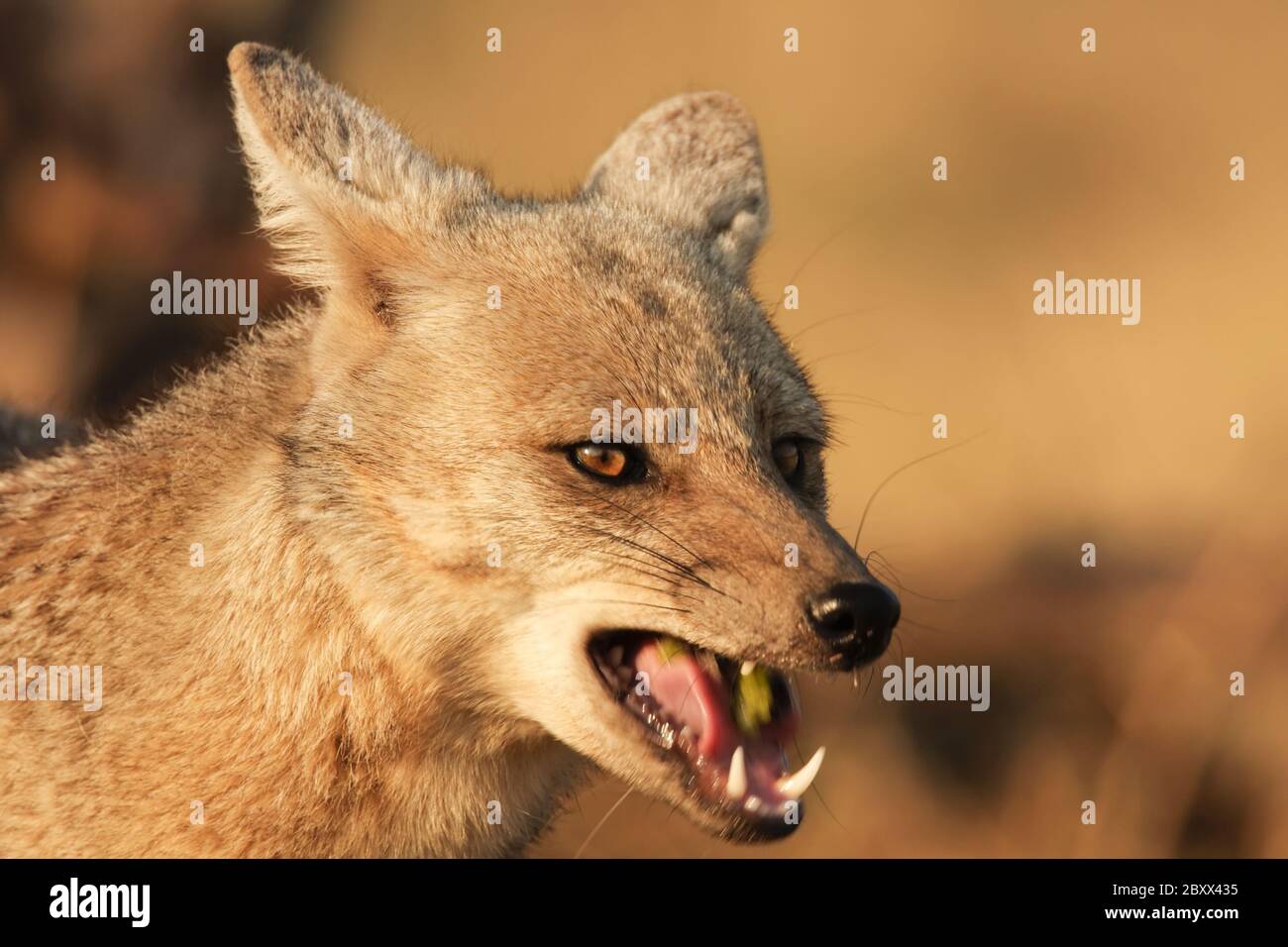 Portrait Jackal à dos noir Banque D'Images