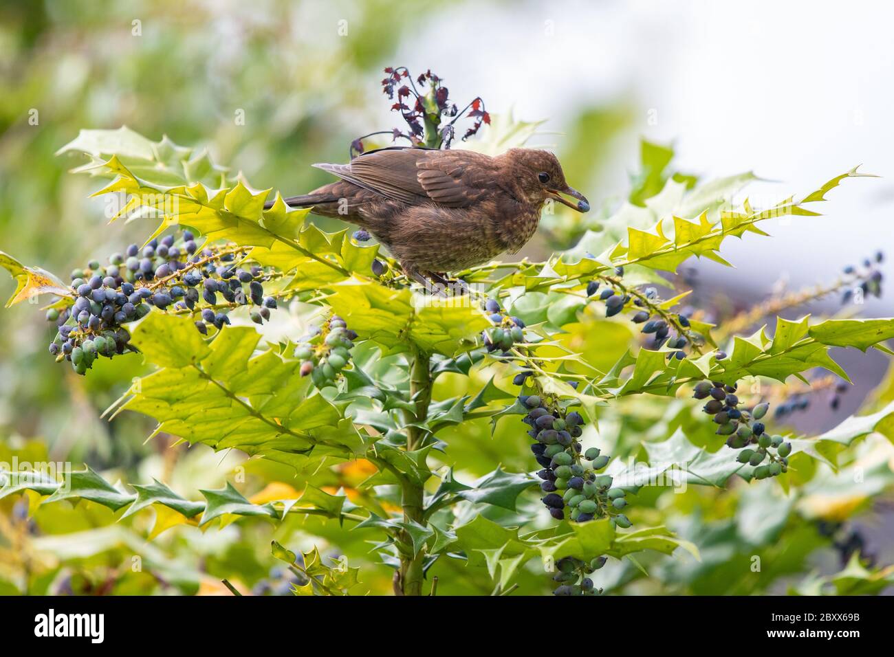 Jeune blackbird Turdus merula - manger des baies de mahinia dans le jardin du royaume-uni Banque D'Images