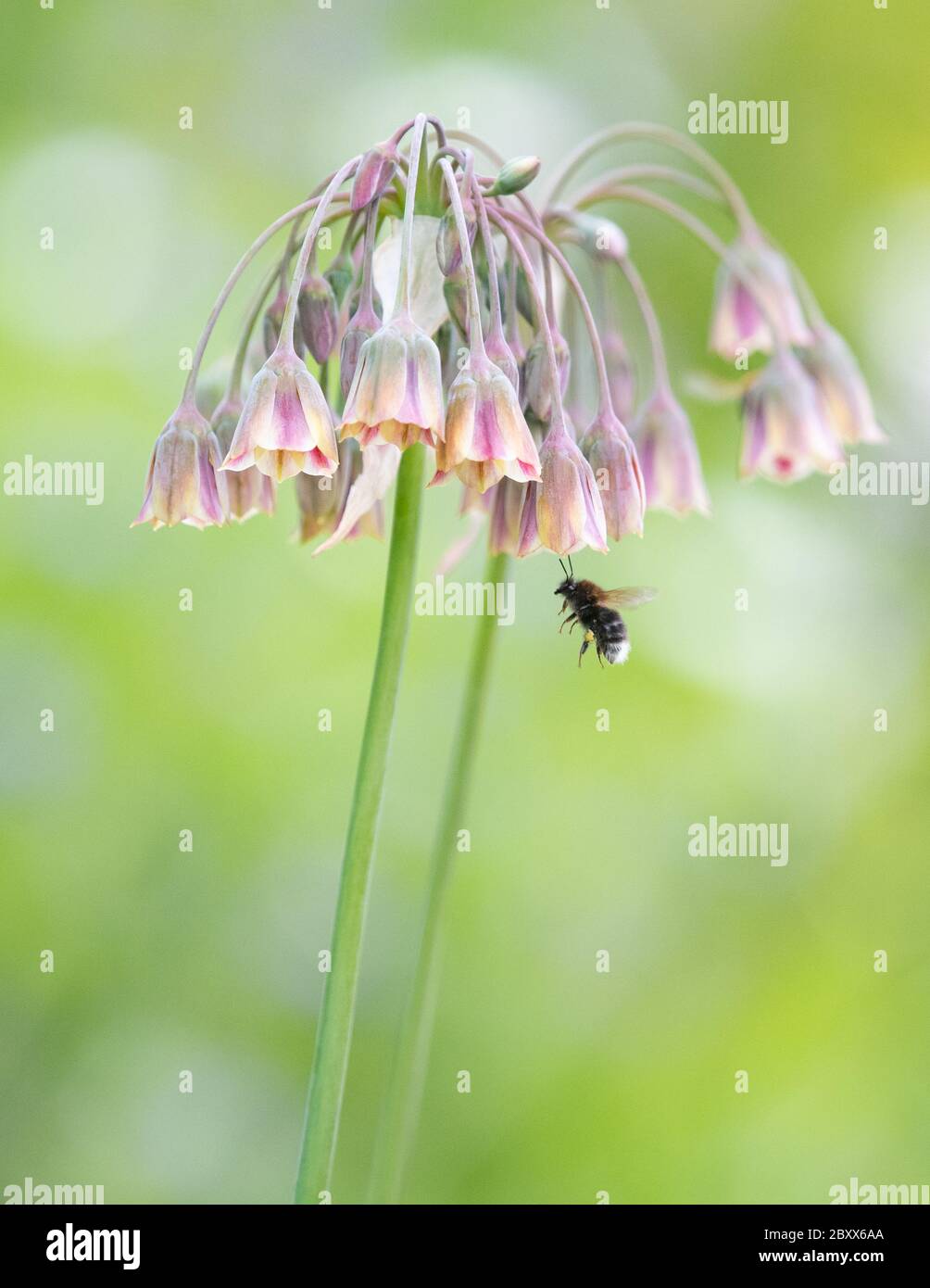 Nectaroscordum sicule - miel sicilien ail - fleurs attirant une abeille bourdonneuse dans le jardin britannique Banque D'Images
