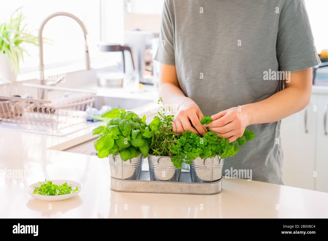 Aucun homme de visage cueillant des feuilles de verdure maison. Jardinage à la maison sur la cuisine. Pots d'herbes au basilic, persil, thym. Plantation à domicile et culture alimentaire. Banque D'Images