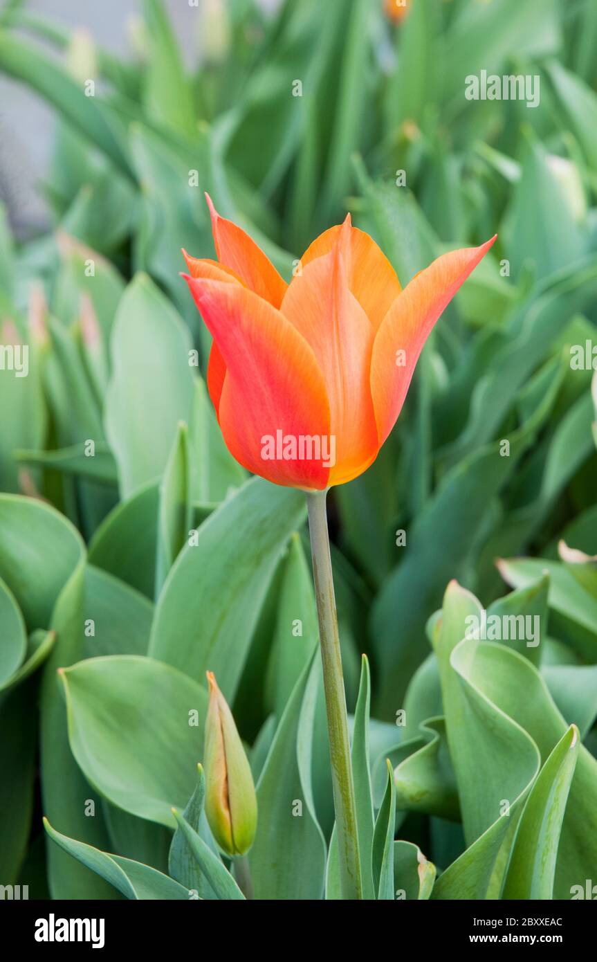 Gros plan de Tulipa Ballerina UNE fleur en forme de goblet aux couleurs rouge jaune et orange appartenant au groupe de tulipes à fleurs de Lily Division 6 Banque D'Images