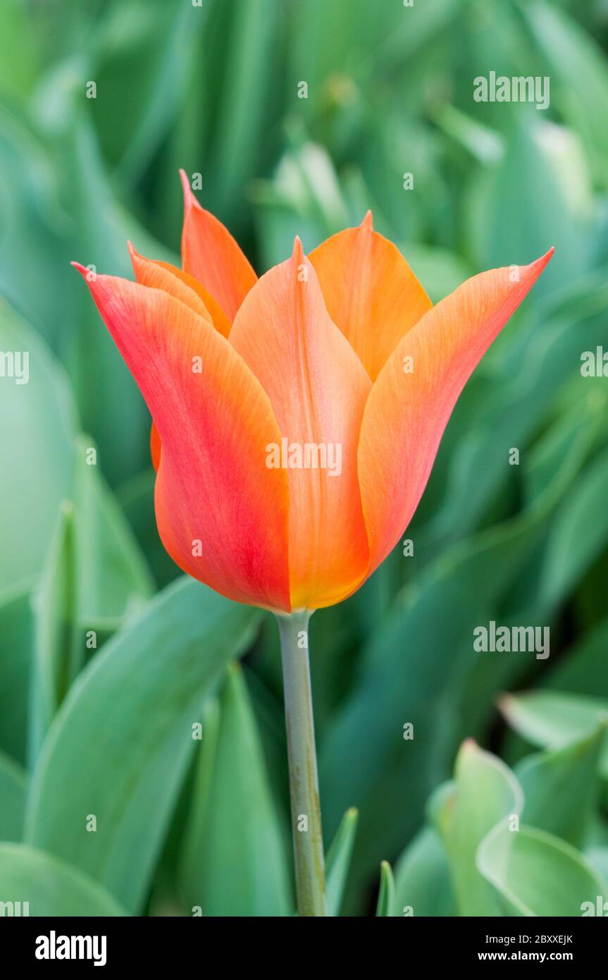 Gros plan de Tulipa Ballerina UNE fleur en forme de goblet aux couleurs rouge jaune et orange appartenant au groupe de tulipes à fleurs de Lily Division 6 Banque D'Images
