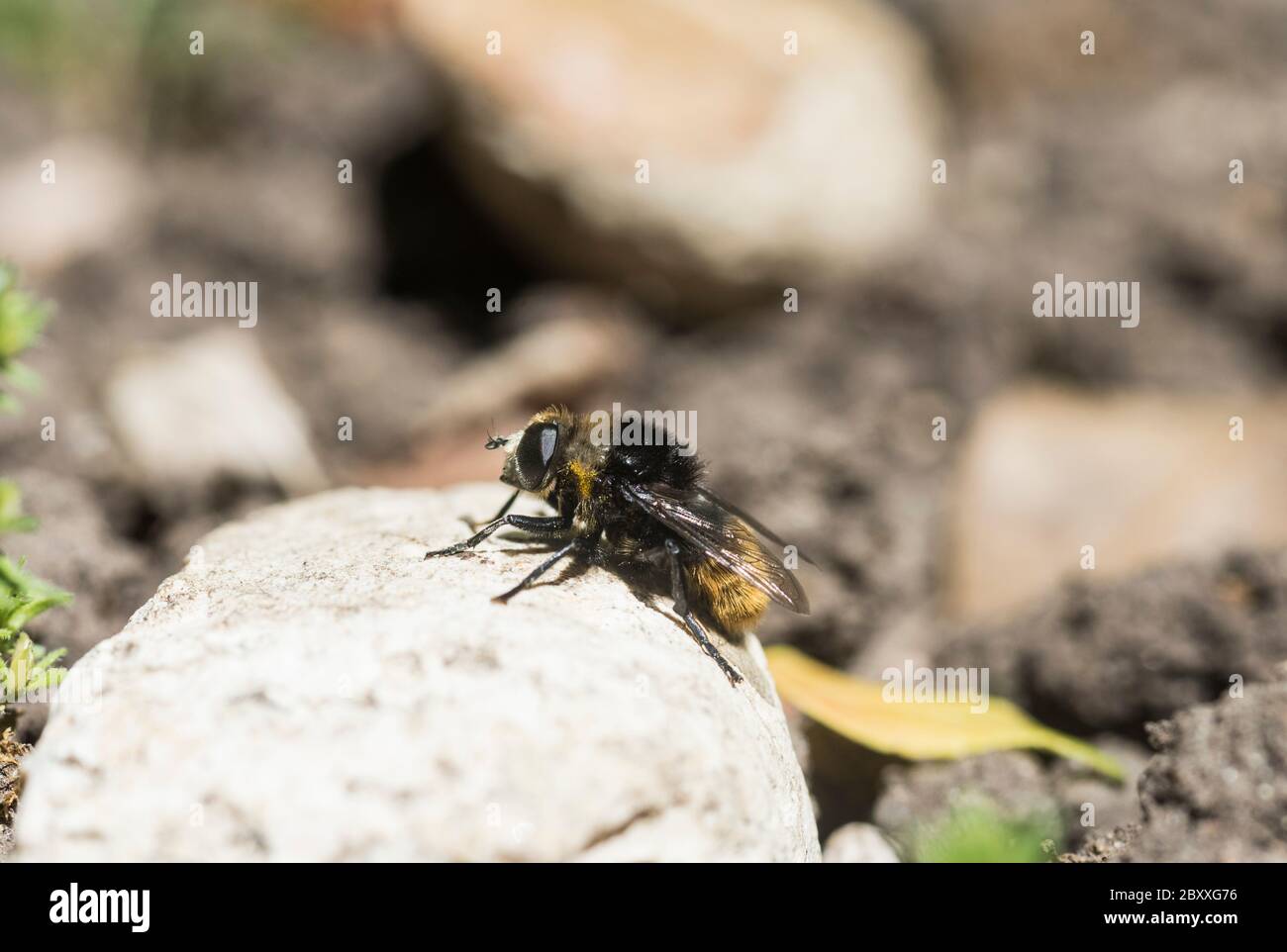 Narcisse bulbe Fly (Merodon equestris), un immoble abeille Banque D'Images