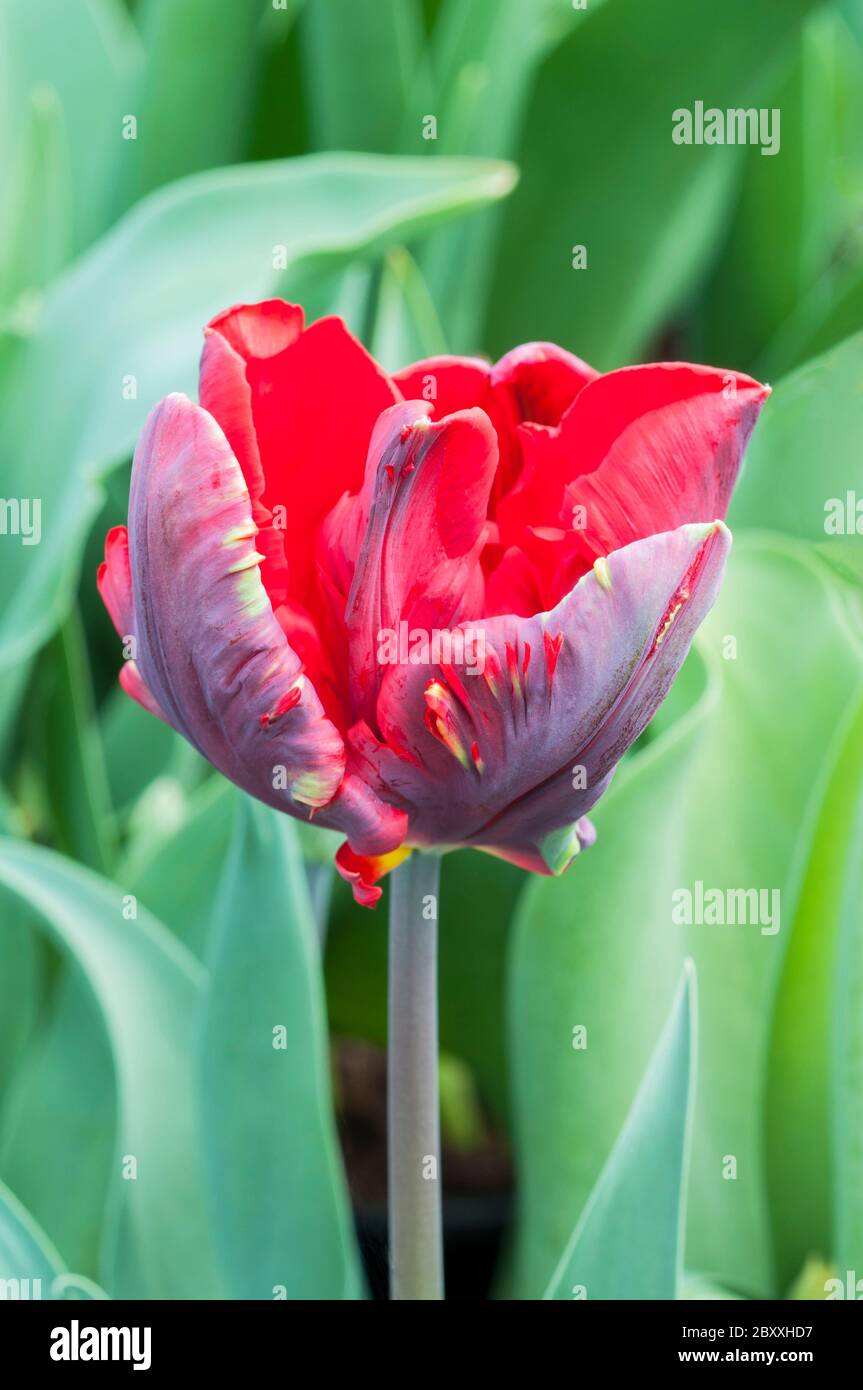 Close up of tulip un Rococo tulipe rouge avec une plume verte et jaune flash la teinte. En forme de coupe ouverte appartenant à la Division 10 groupe Parrot tulip Banque D'Images